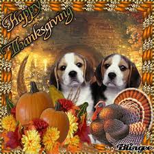 Eye Care for Animals - Overland Park Overland Park