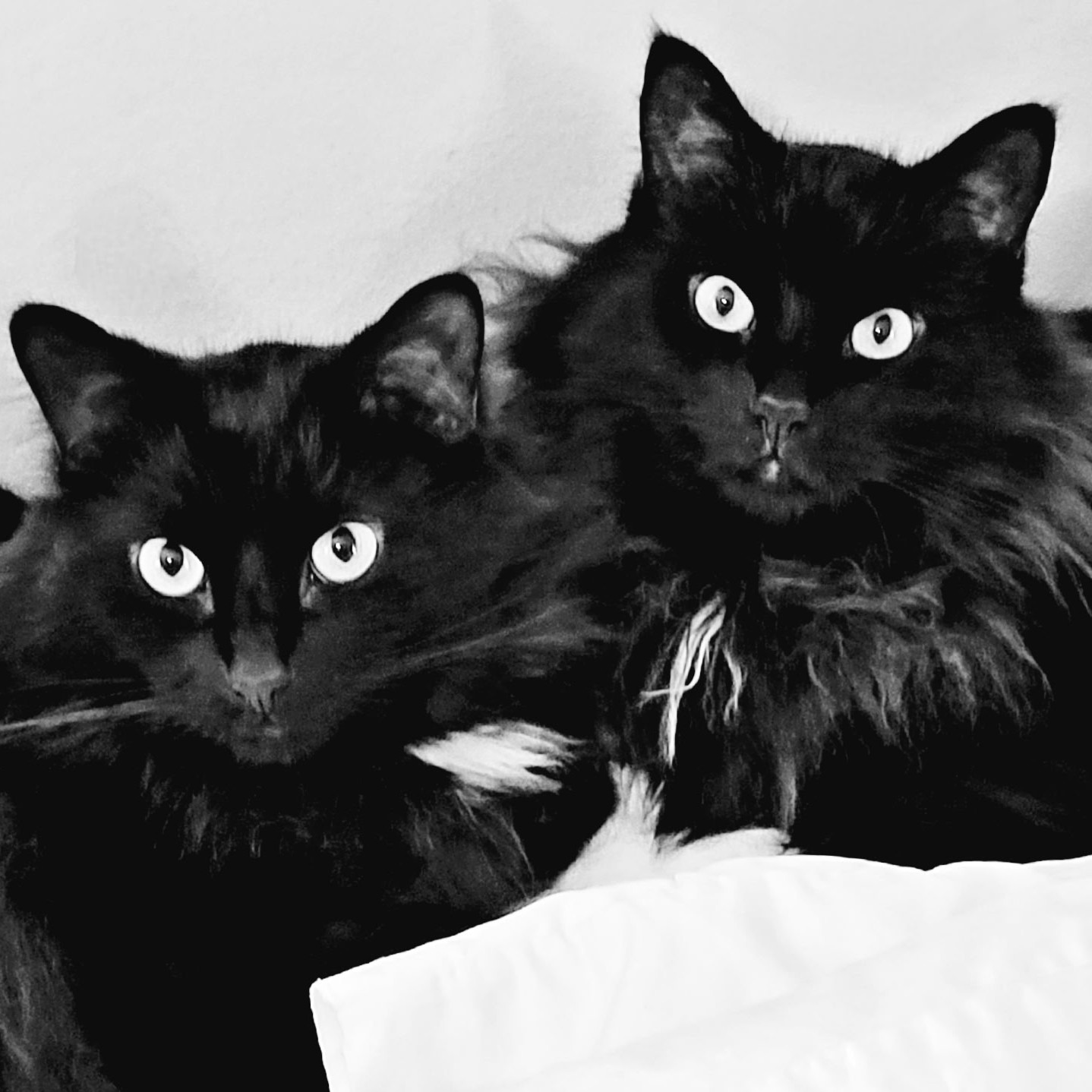 Eye Care for Animals - Overland Park Overland Park