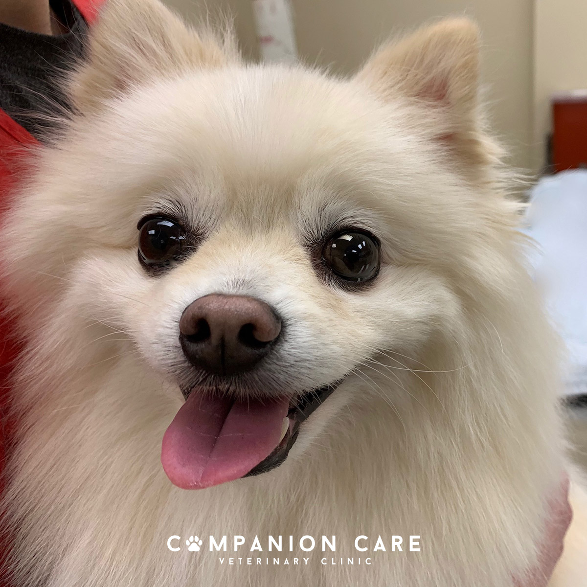 Companion Care Veterinary Clinic Overland Park