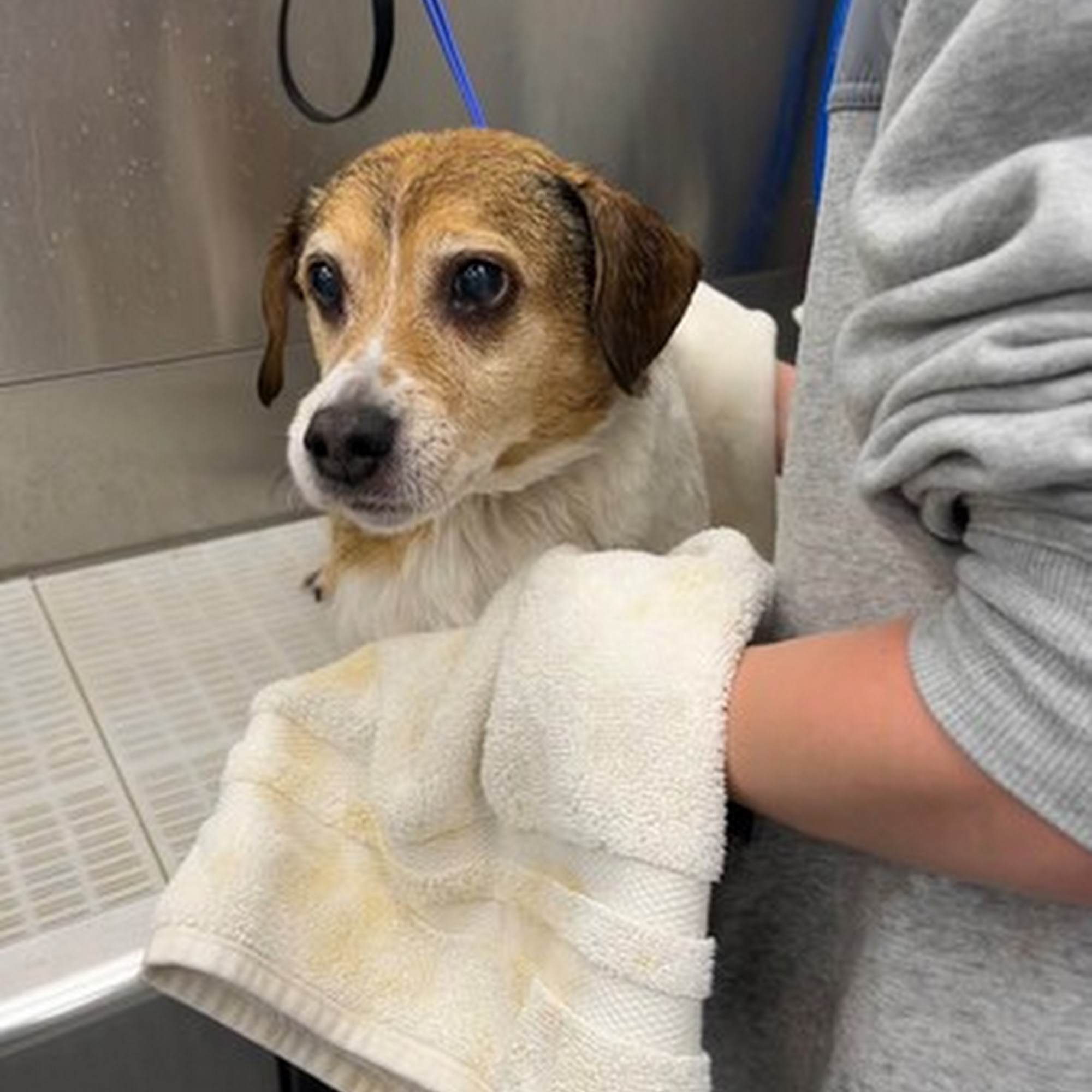 Scenthound Overland Park Overland Park