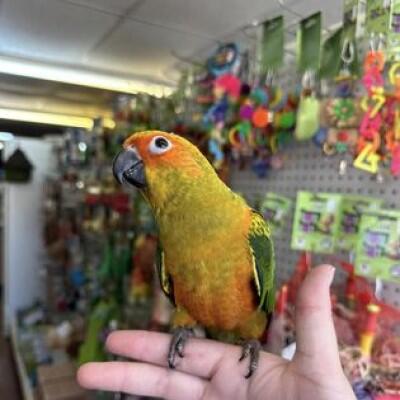 Claws & Paws Pet Store Pittsburg