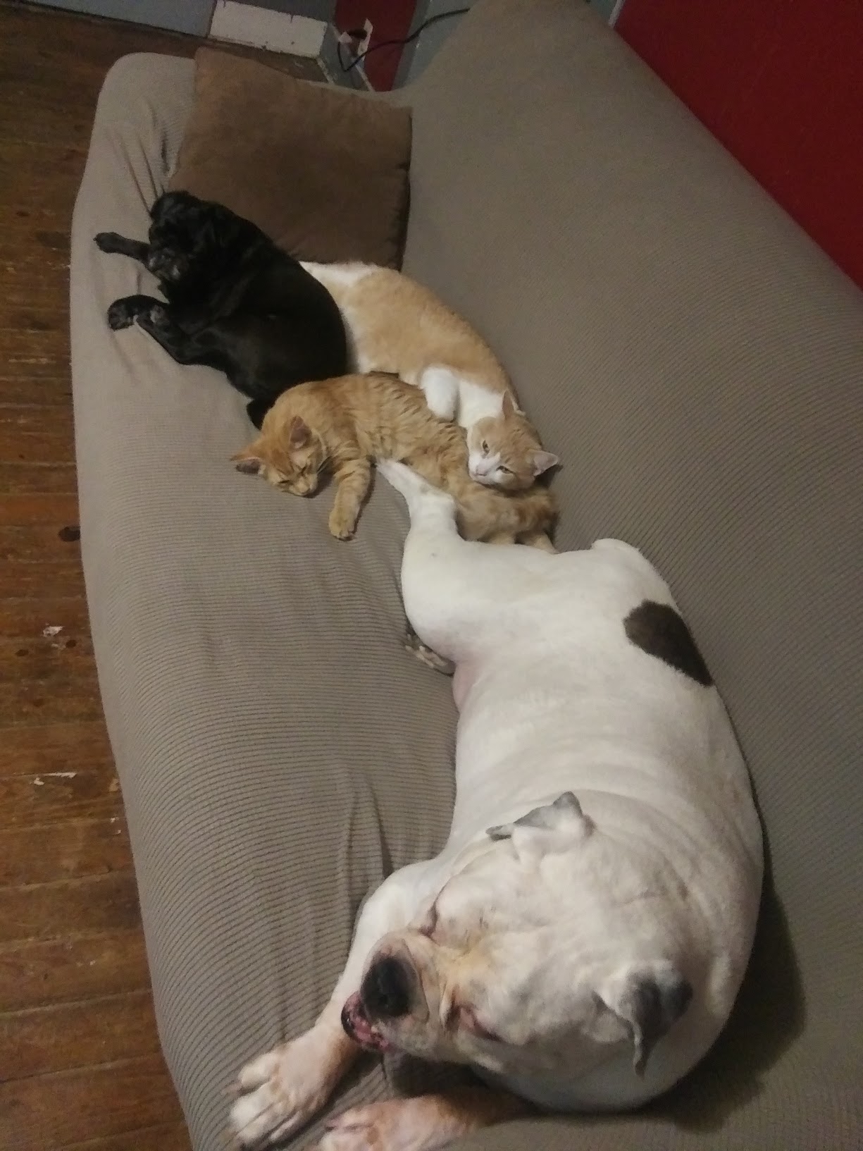 Broadway Animal Hospital Pittsburg