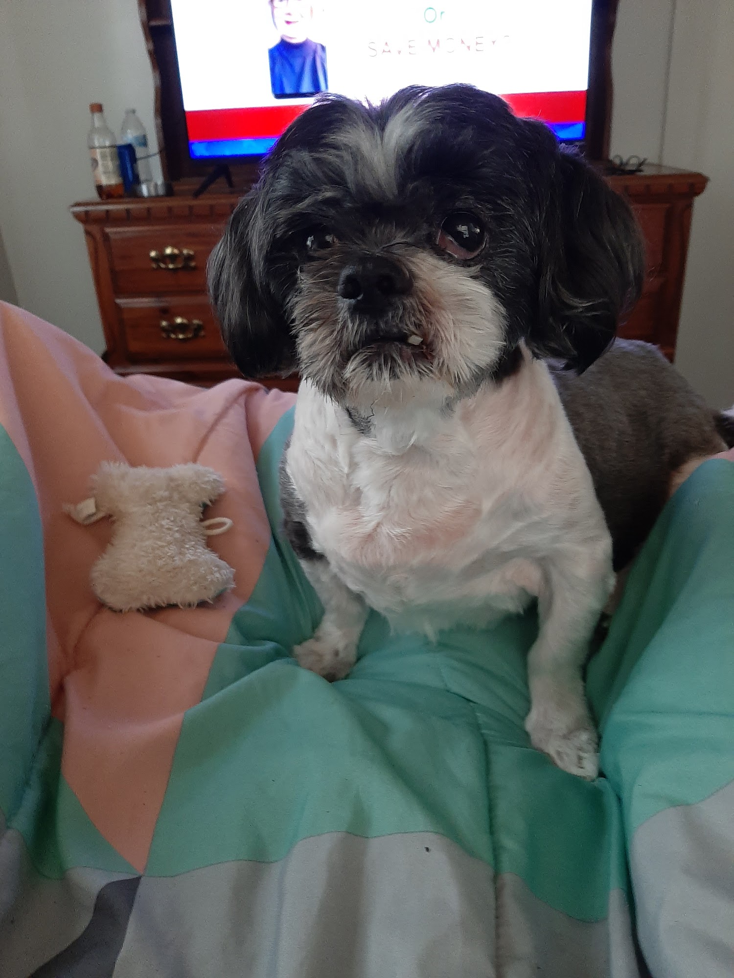 Karen's Pooch Parlor Pittsburg