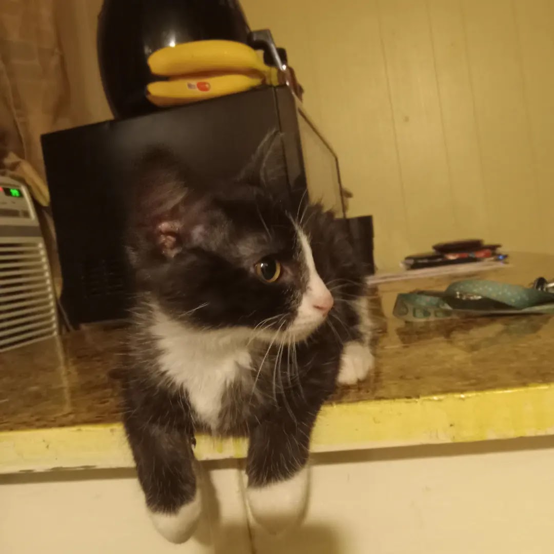 S.E.K. Humane Society Pittsburg
