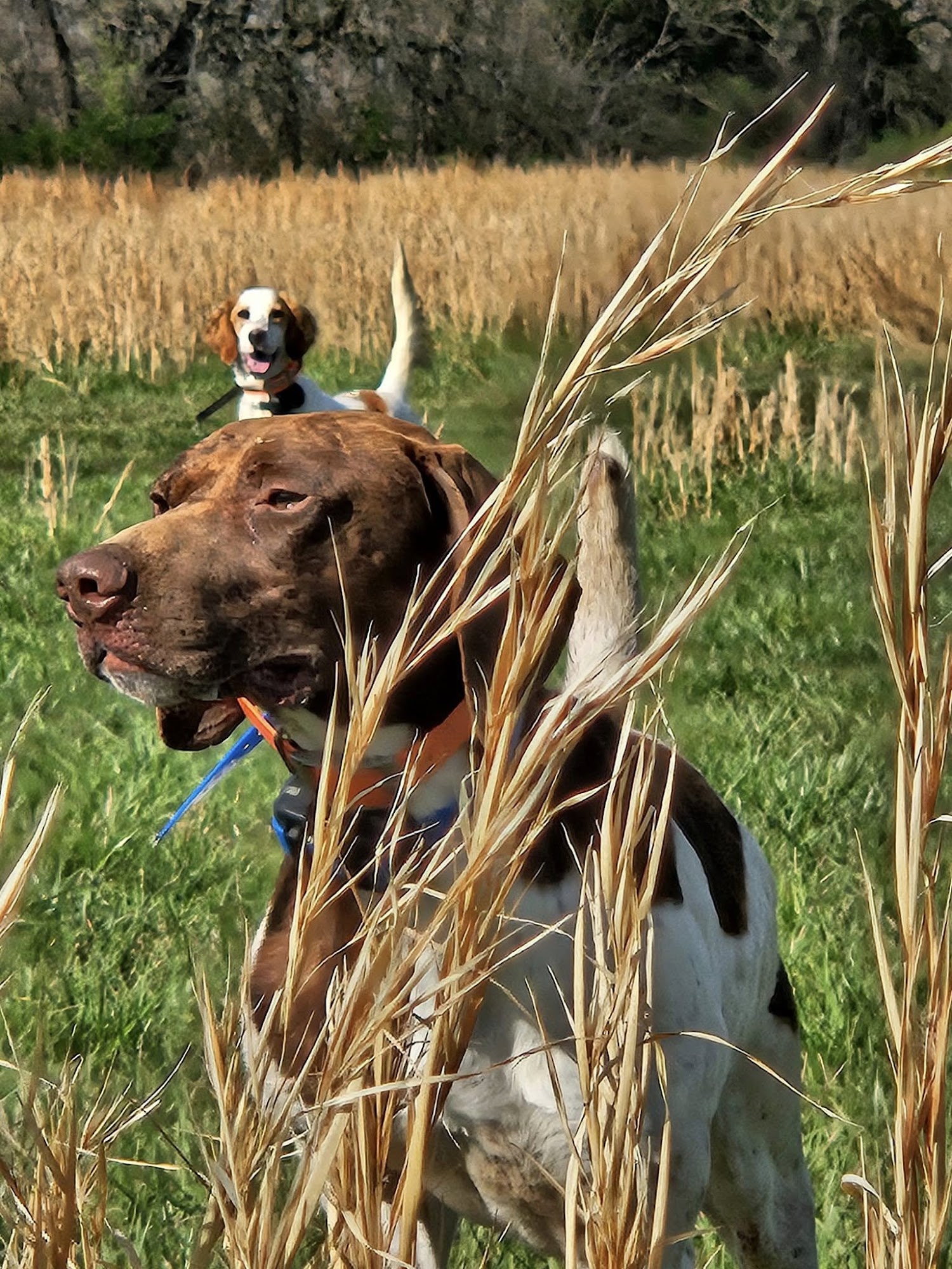 Princes Quality Gun Dogs Pittsburg