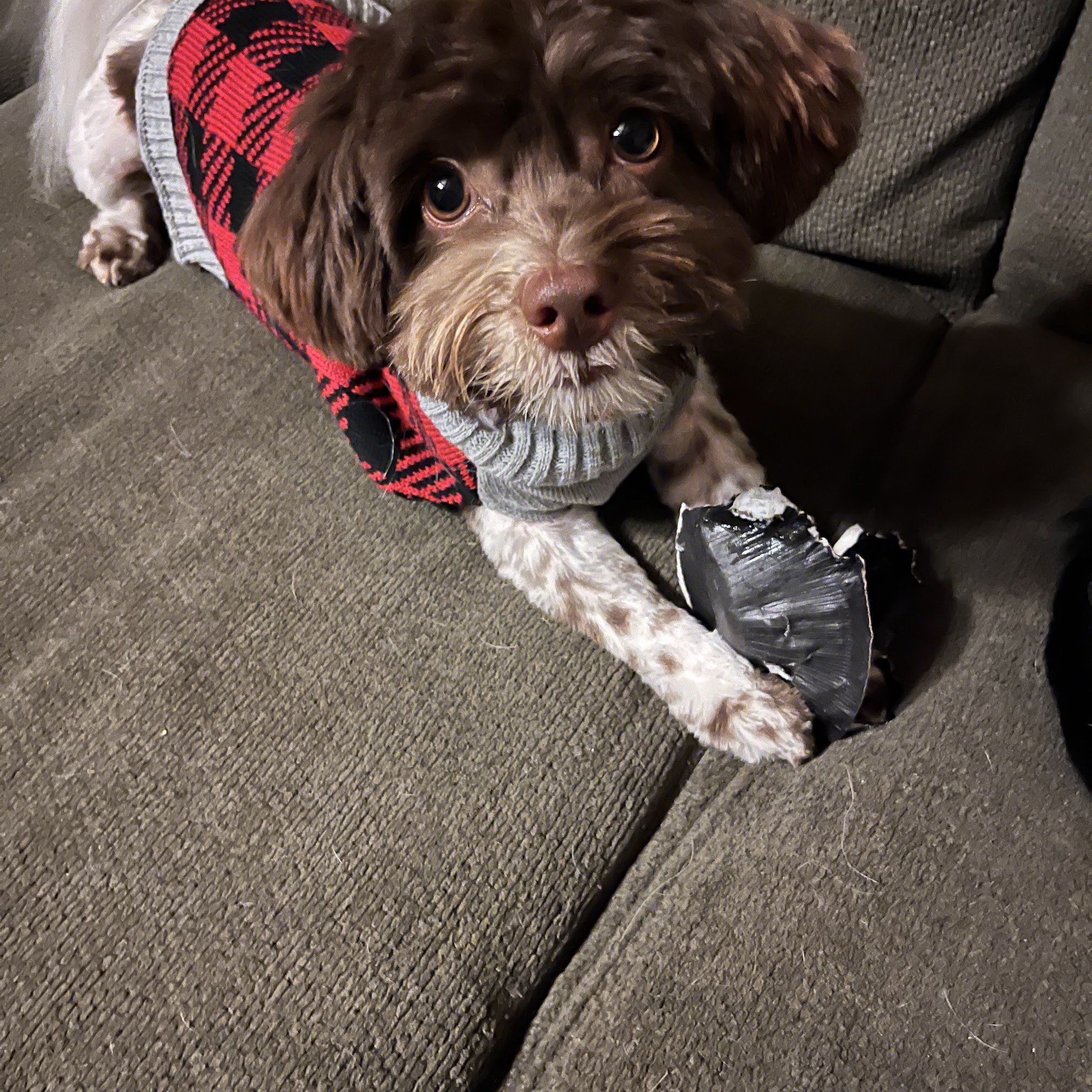 Happy Paws Pittsburg