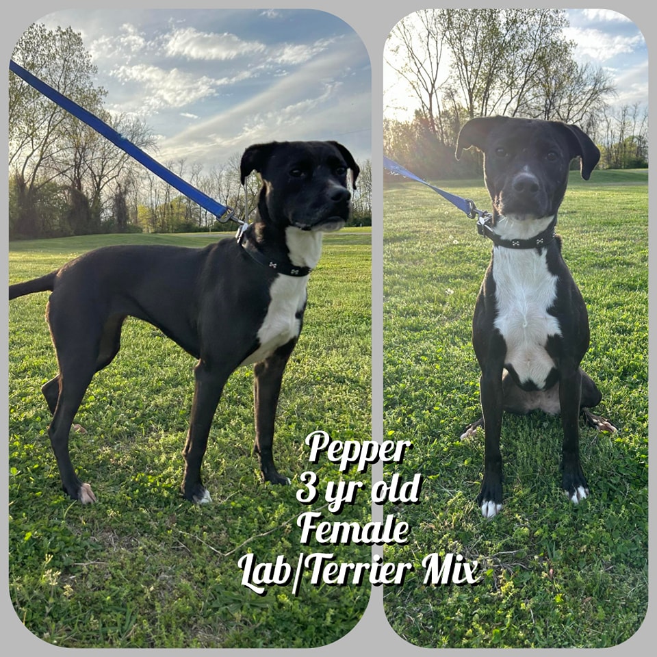 Happy Paws Pittsburg