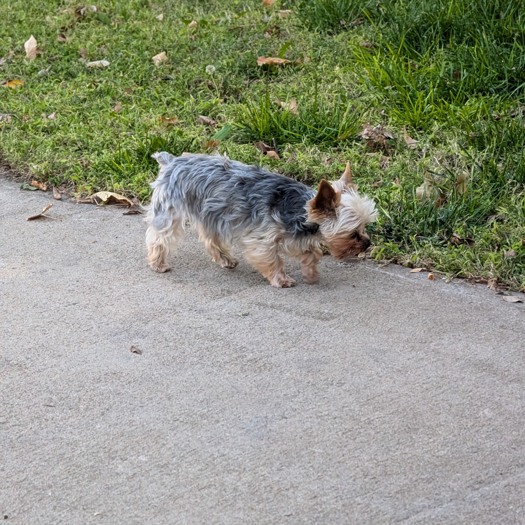 Pratt Veterinary Hospital 712 Larimer St, Pratt Kansas 67124