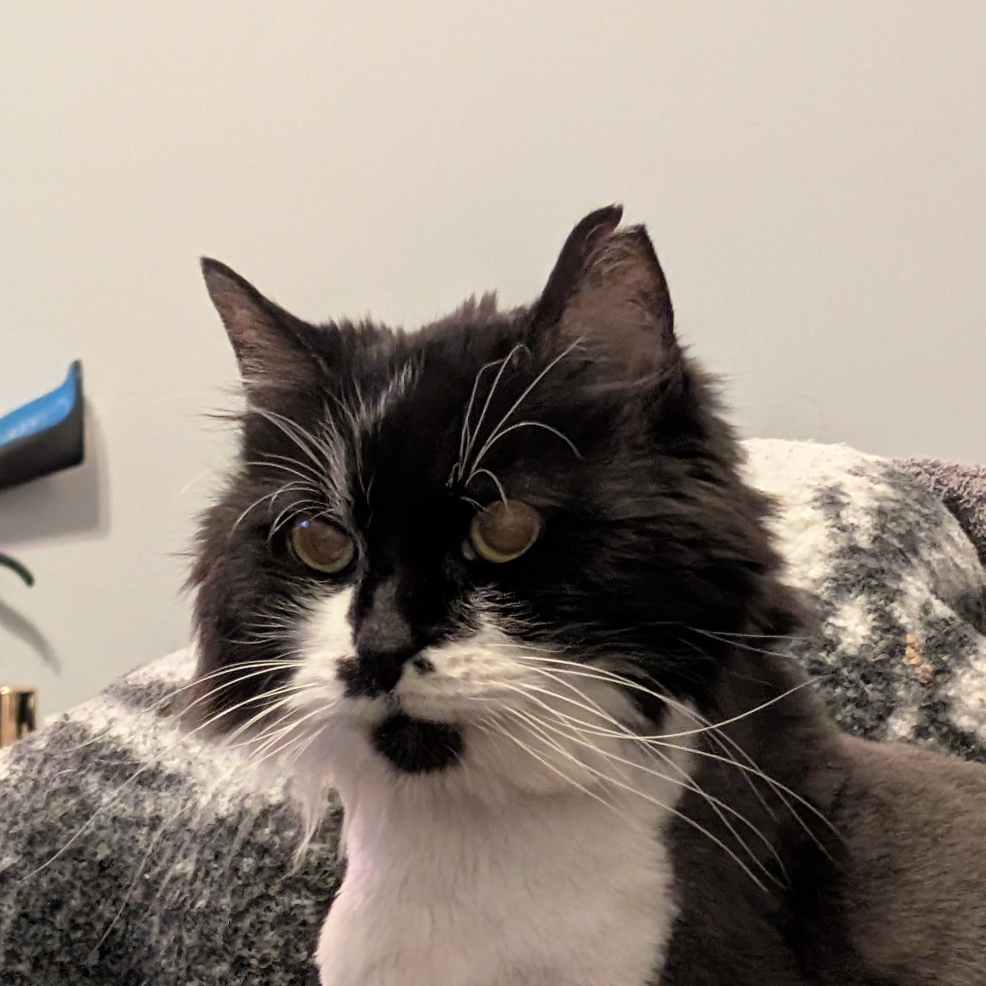 Hi-Plains Veterinary Services LLC Pratt