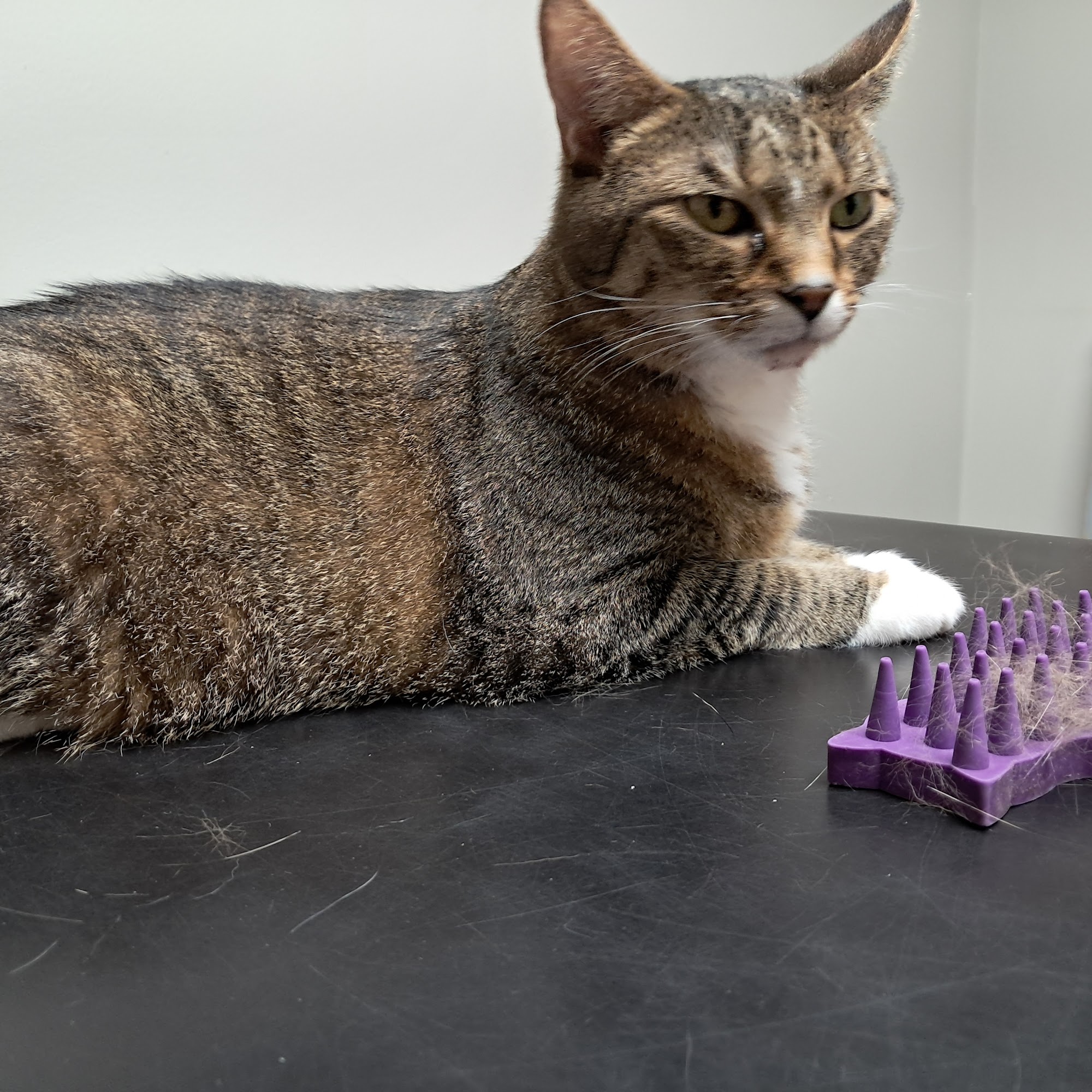 South Fork Veterinary Hospital Pratt