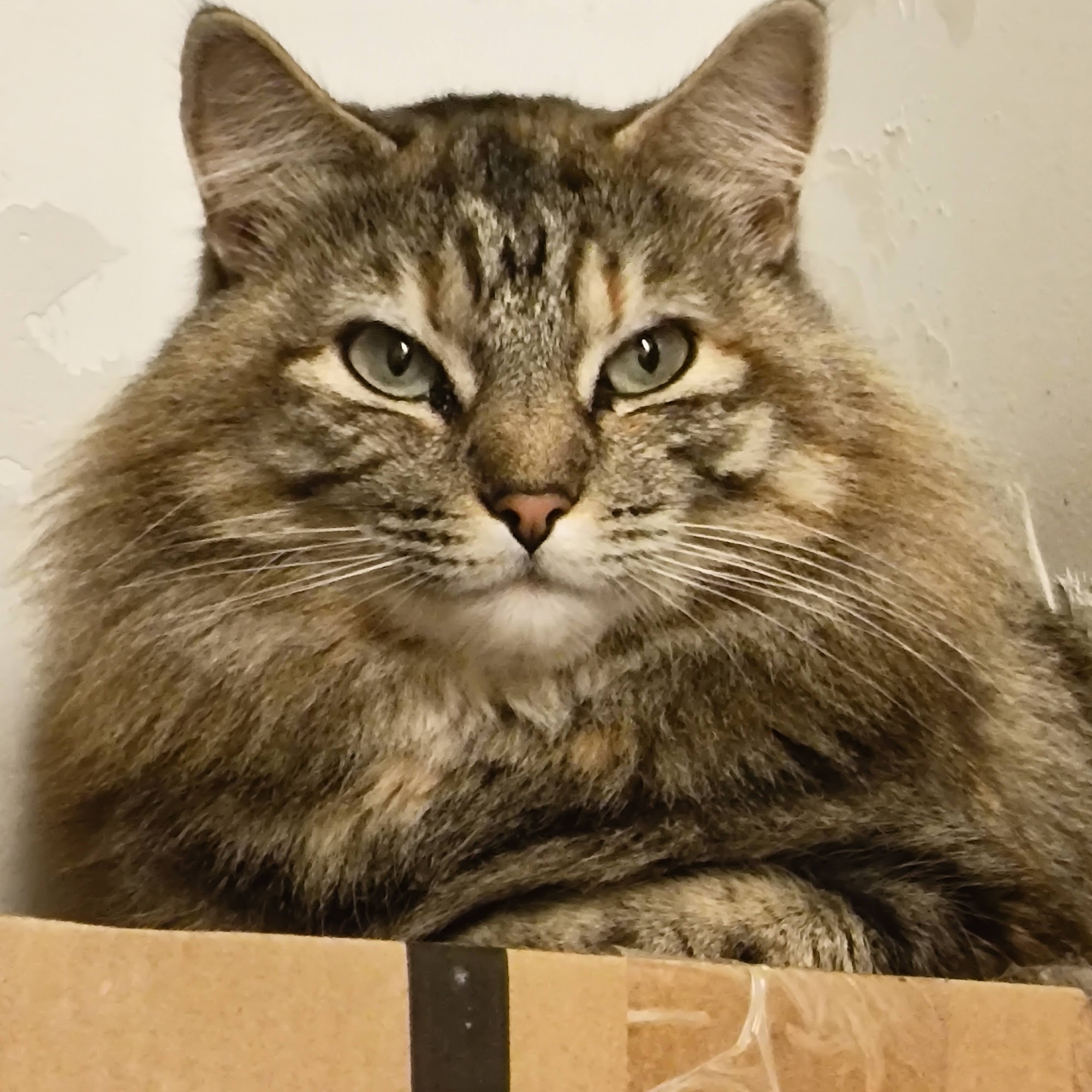 Town & Country Animal Hospital Russell