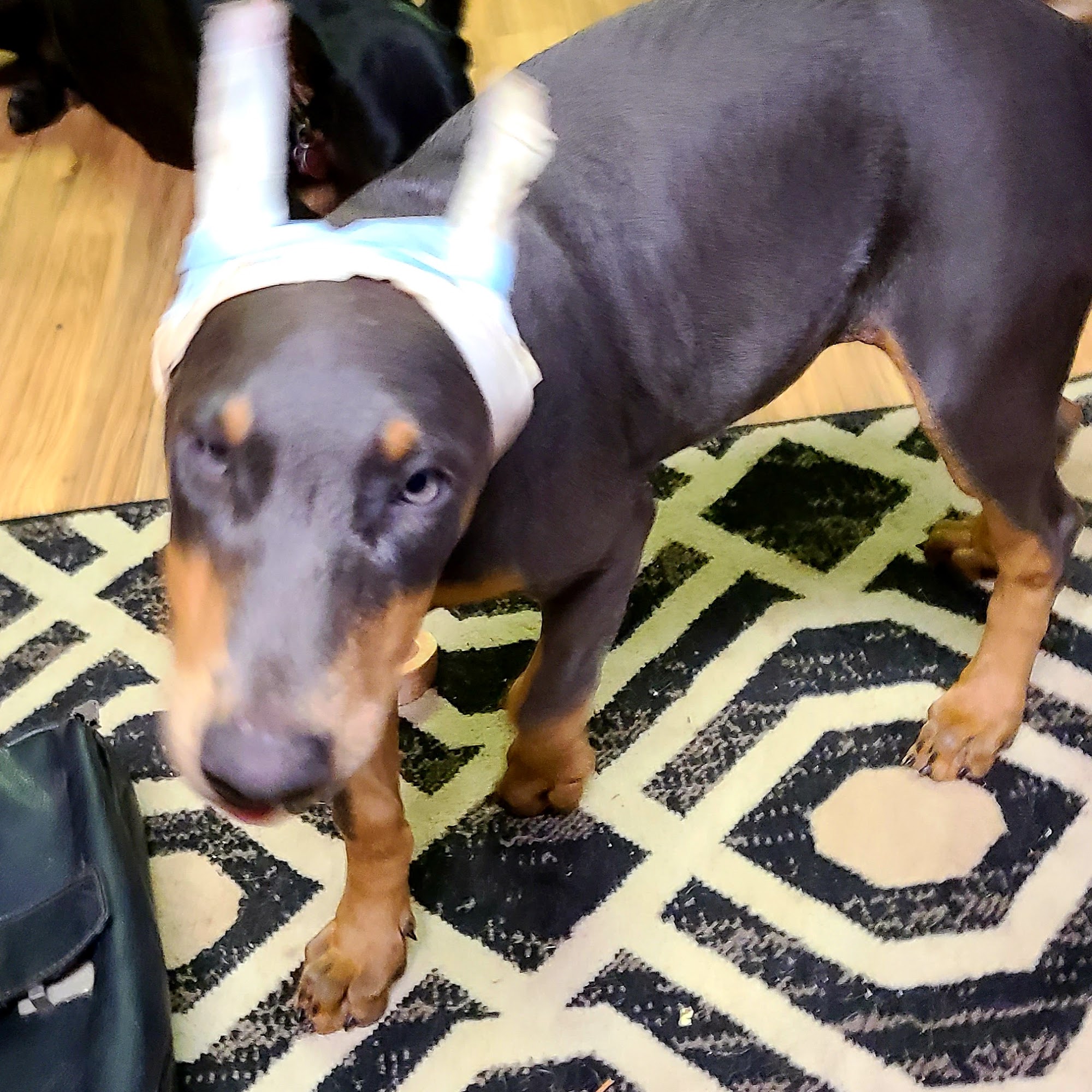 Huseman Veterinary Clinic Salina