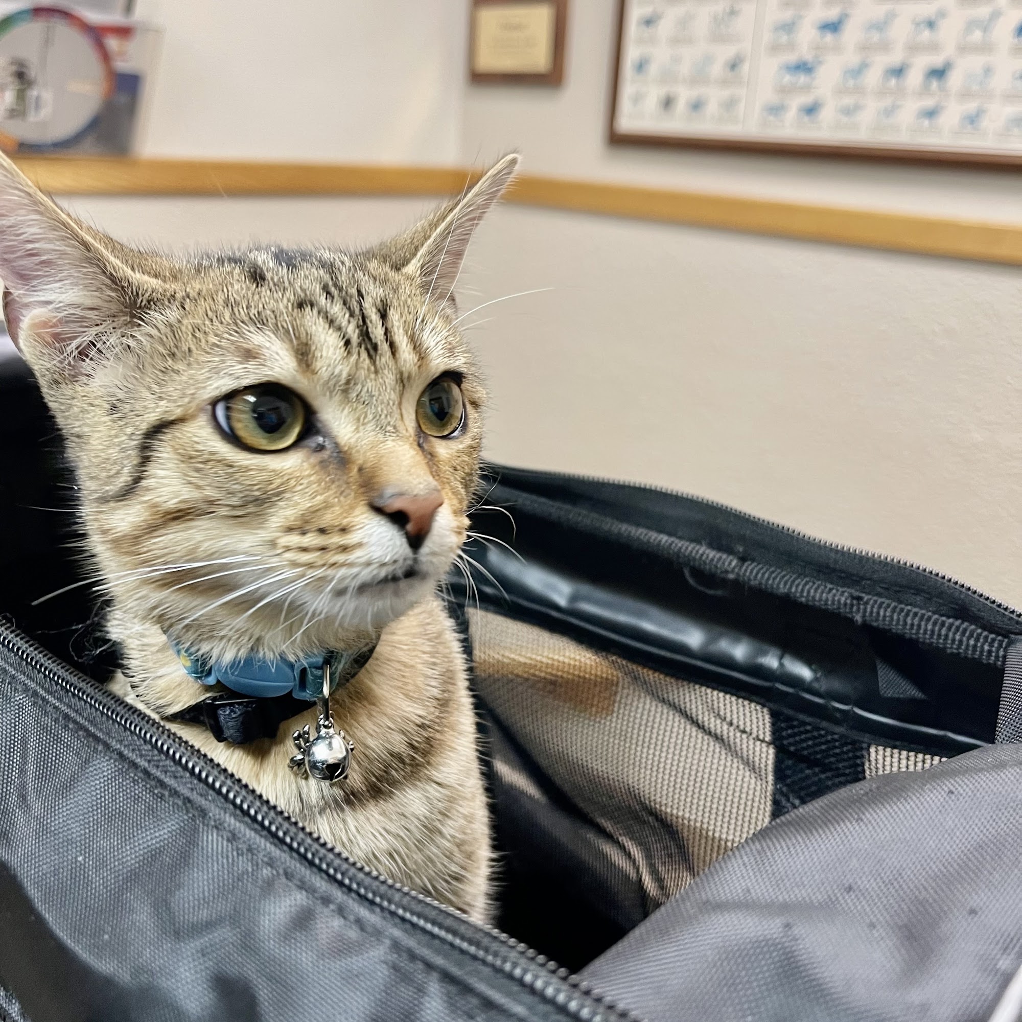 Salina Veterinary Hospital Salina