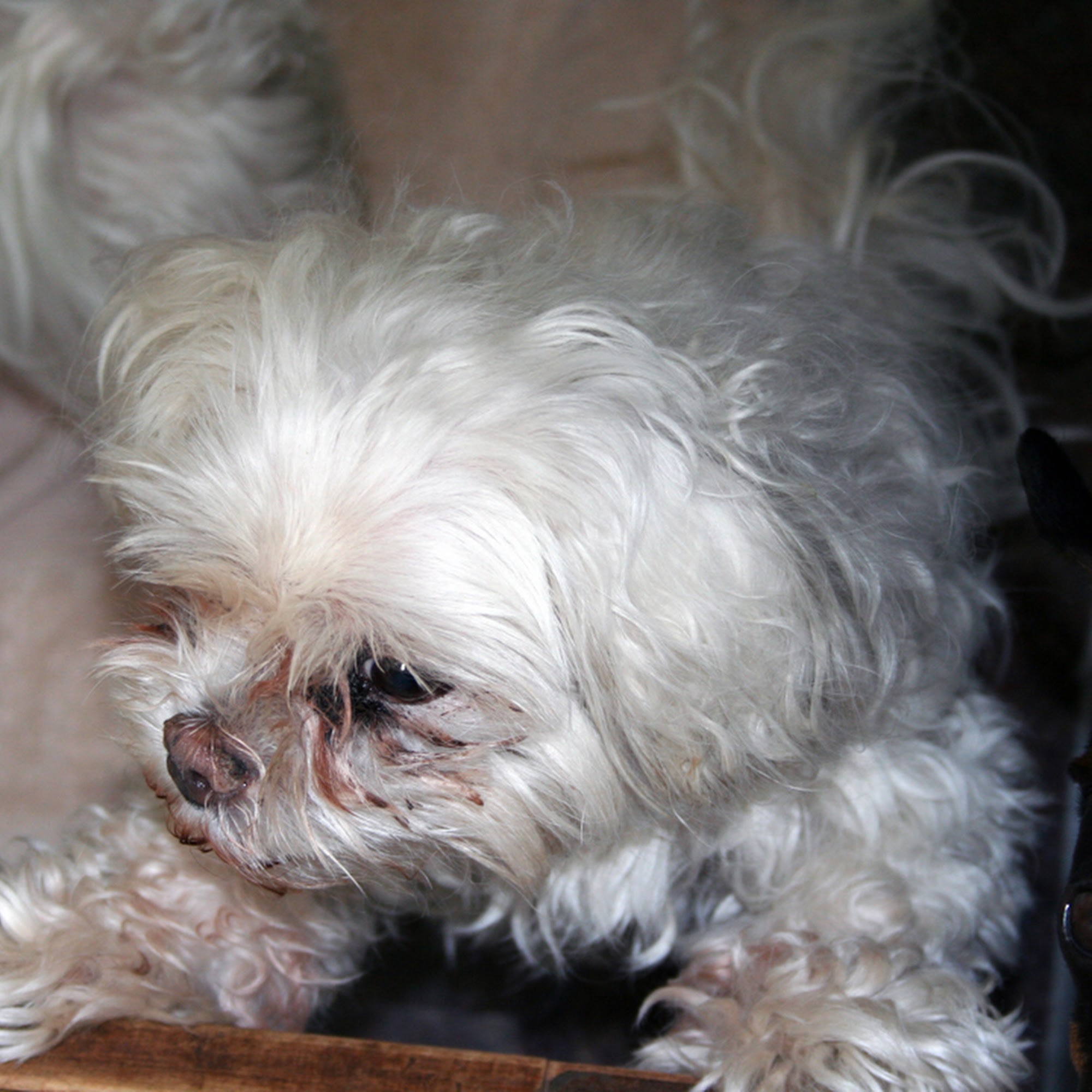 Pretty Pets Canine Camp Salina