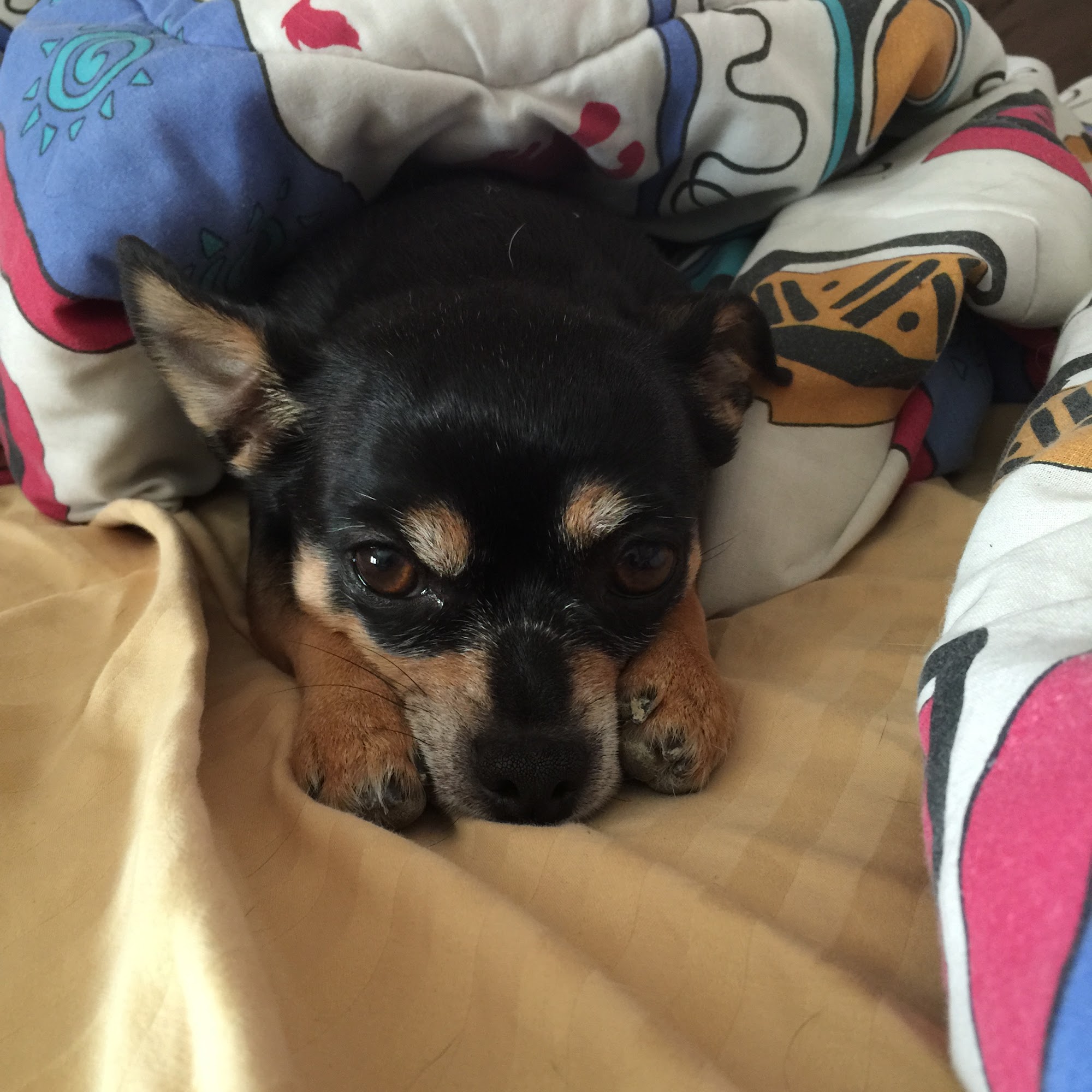 Miller Veterinary Clinic Scott City