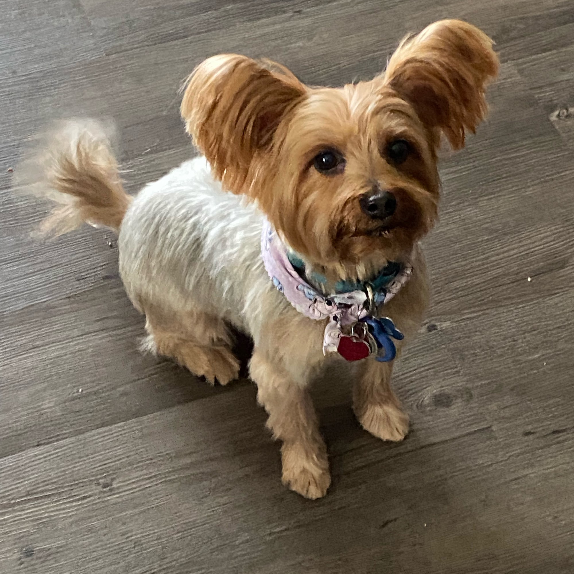 Allcare Animal Hospital Shawnee