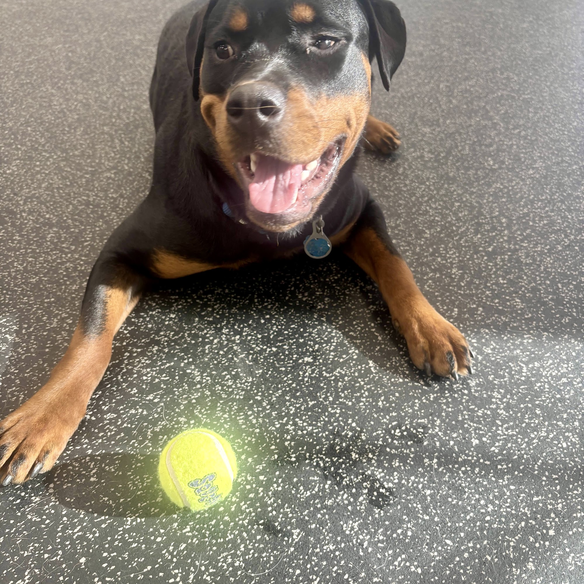 Sunflower Animal Hospital Shawnee