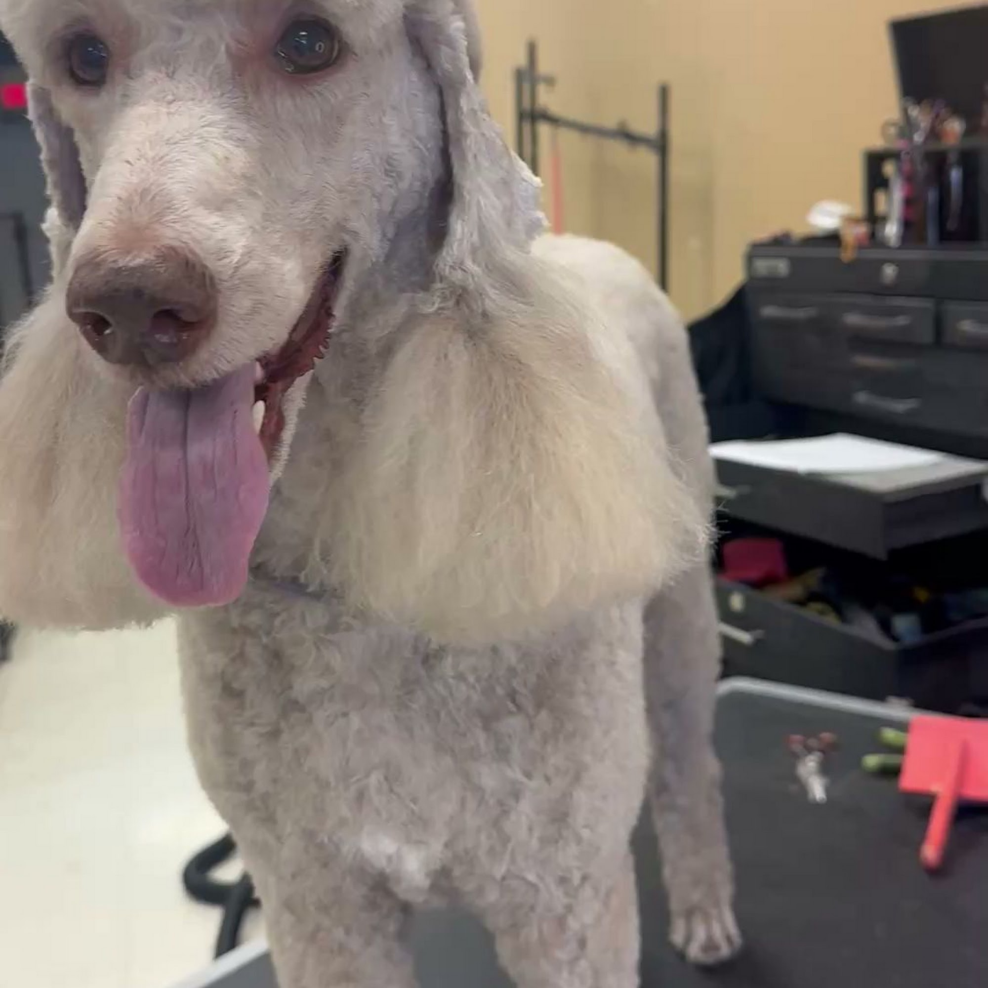 Adorable Animal Designs Quantum Pet Spa Shawnee