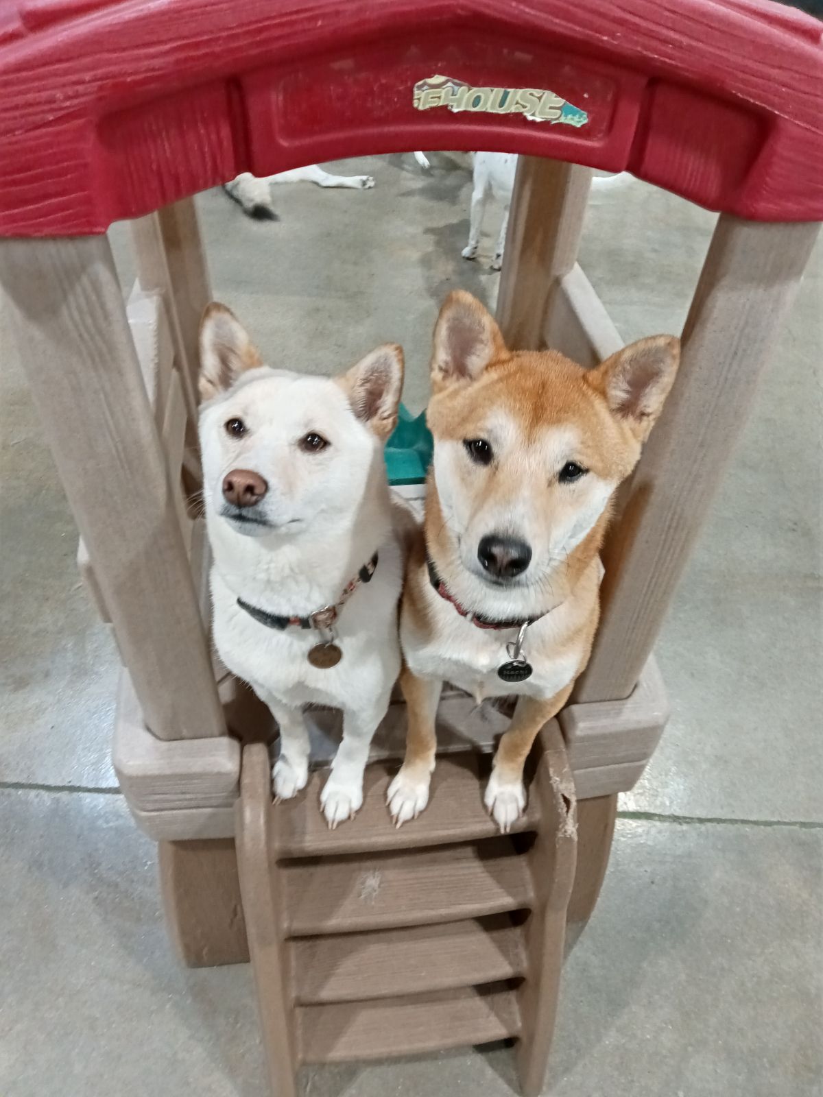 Melissa's Menagerie Shawnee