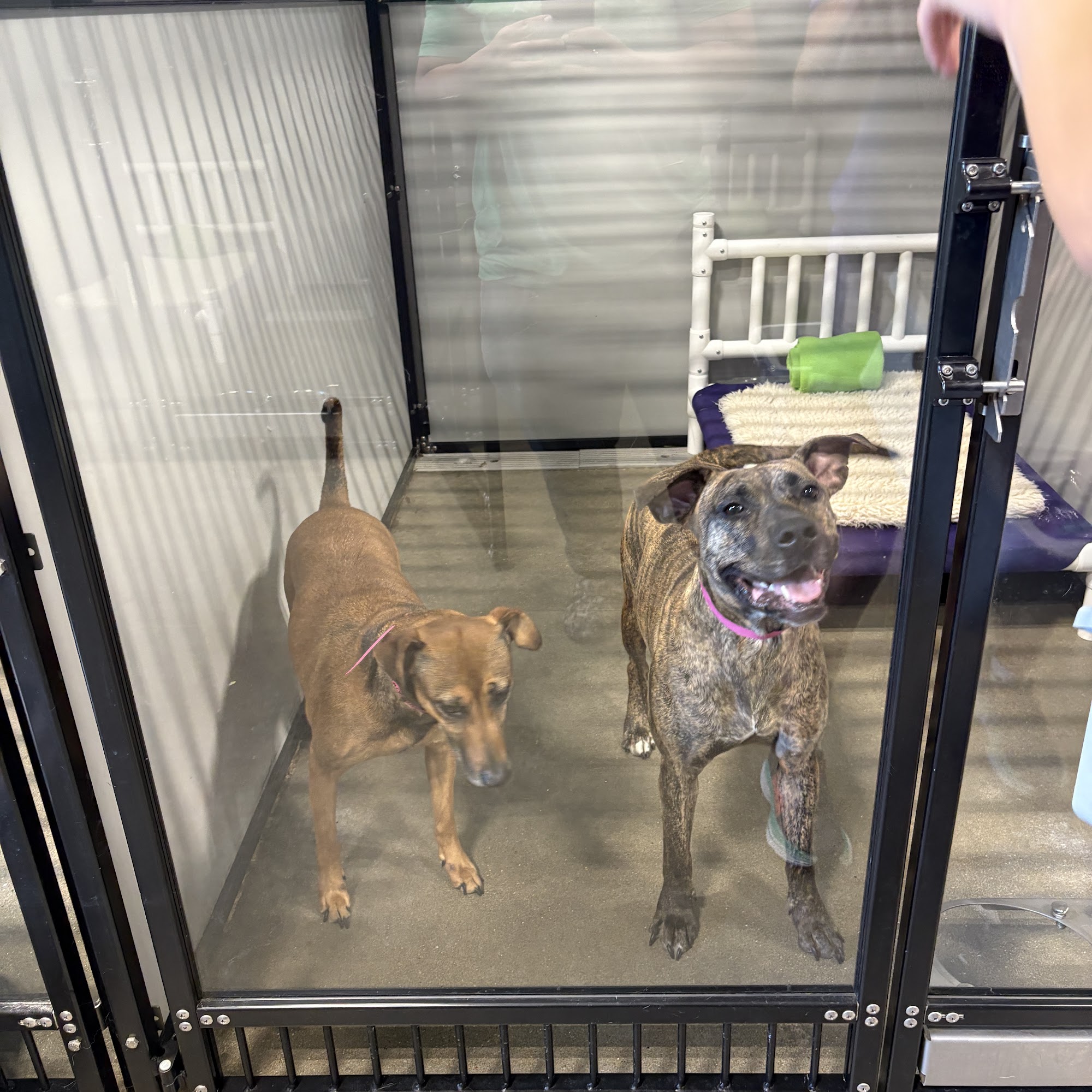 PetSuites Shawnee Shawnee