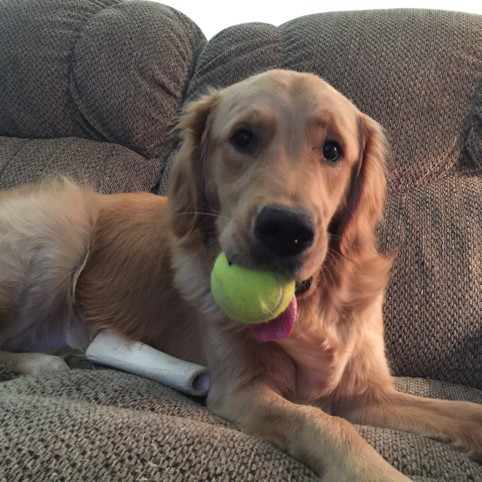 Ruff Ranch KC Shawnee