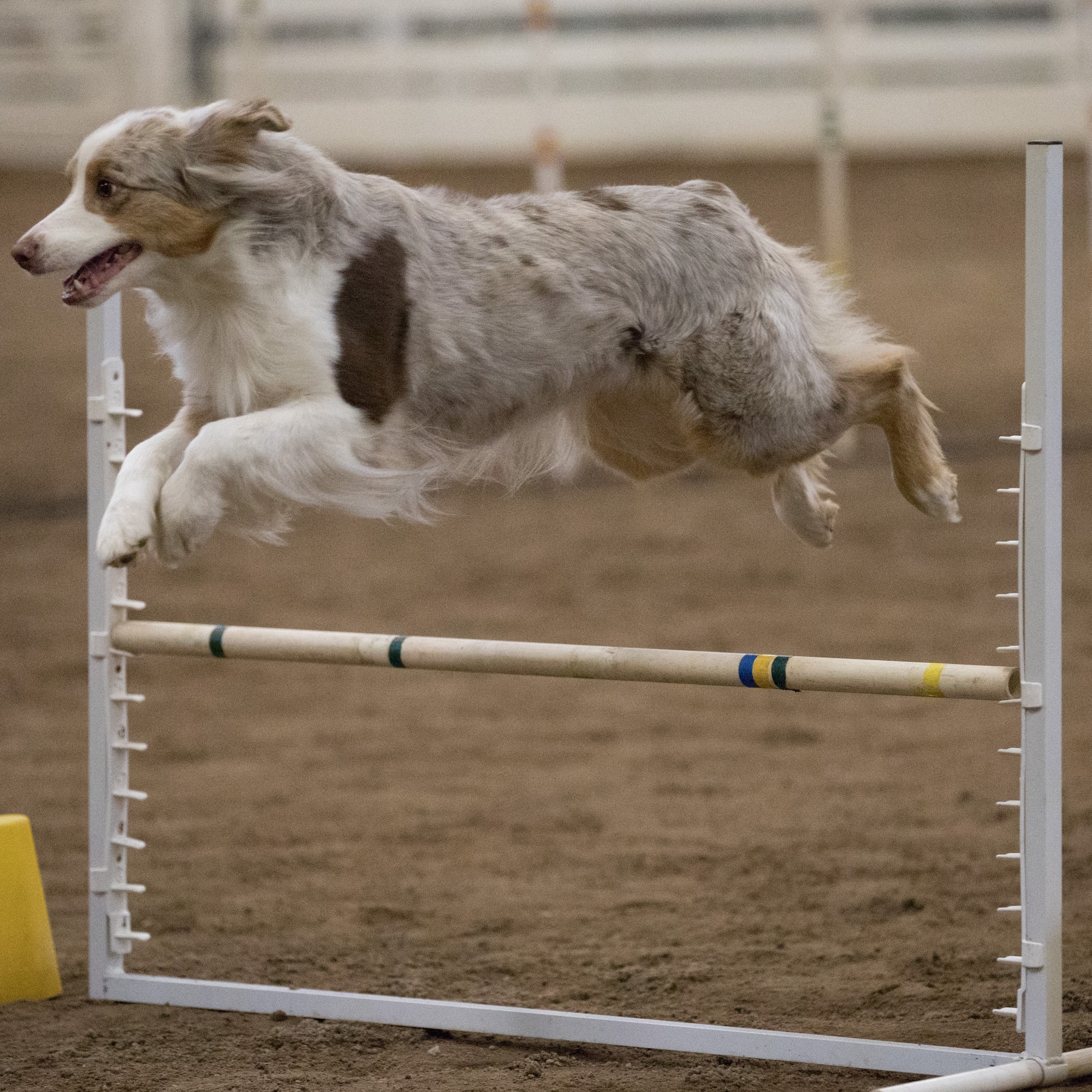 Hutchinson Kennel Club Inc South Hutchinson