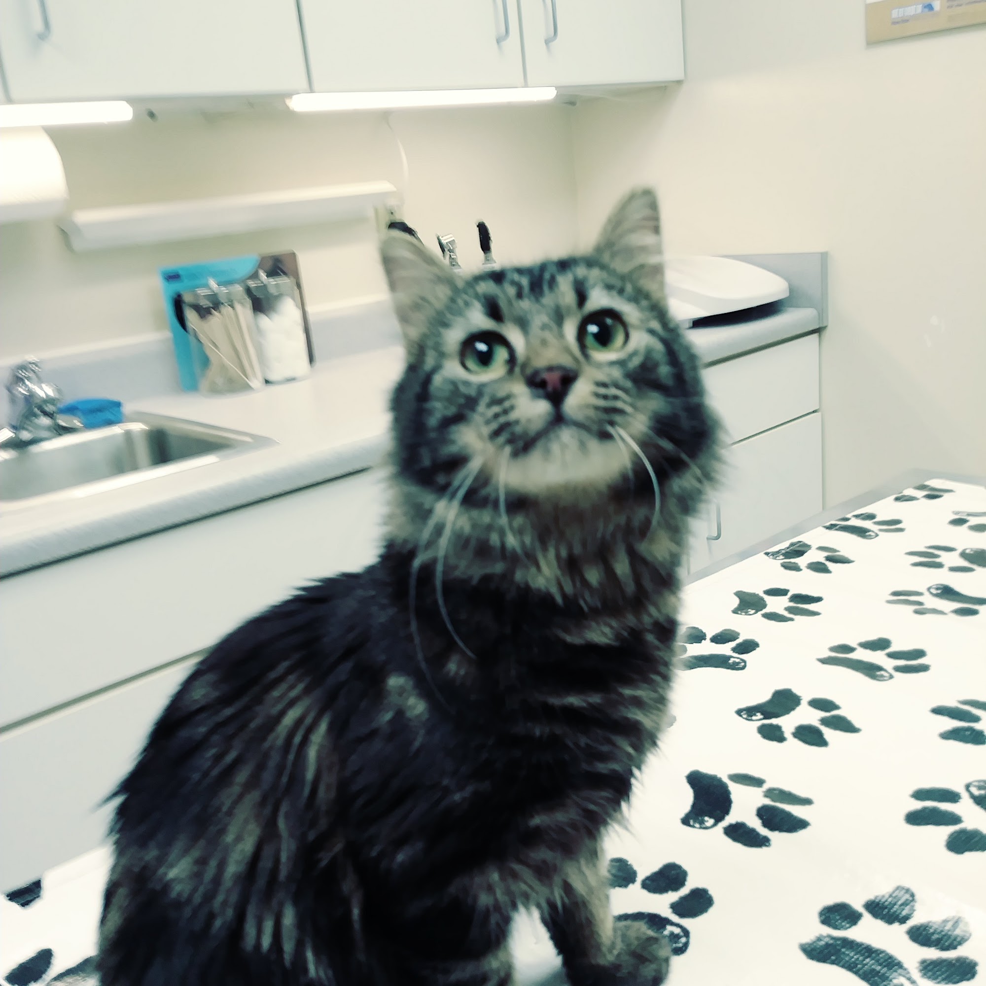 Spring Hill Veterinary Clinic Spring Hill