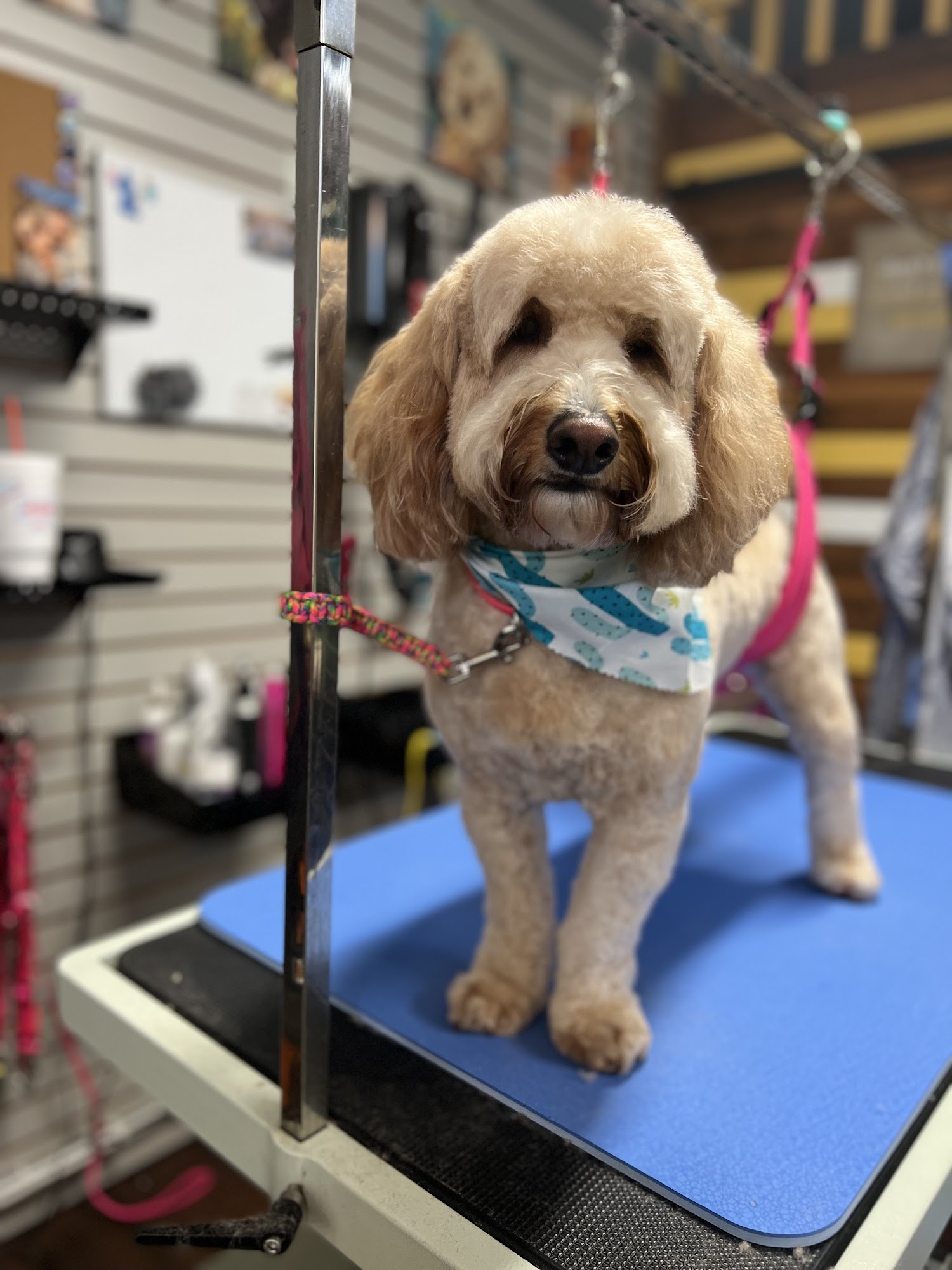 Collar & Comb Groomerie Spring Hill