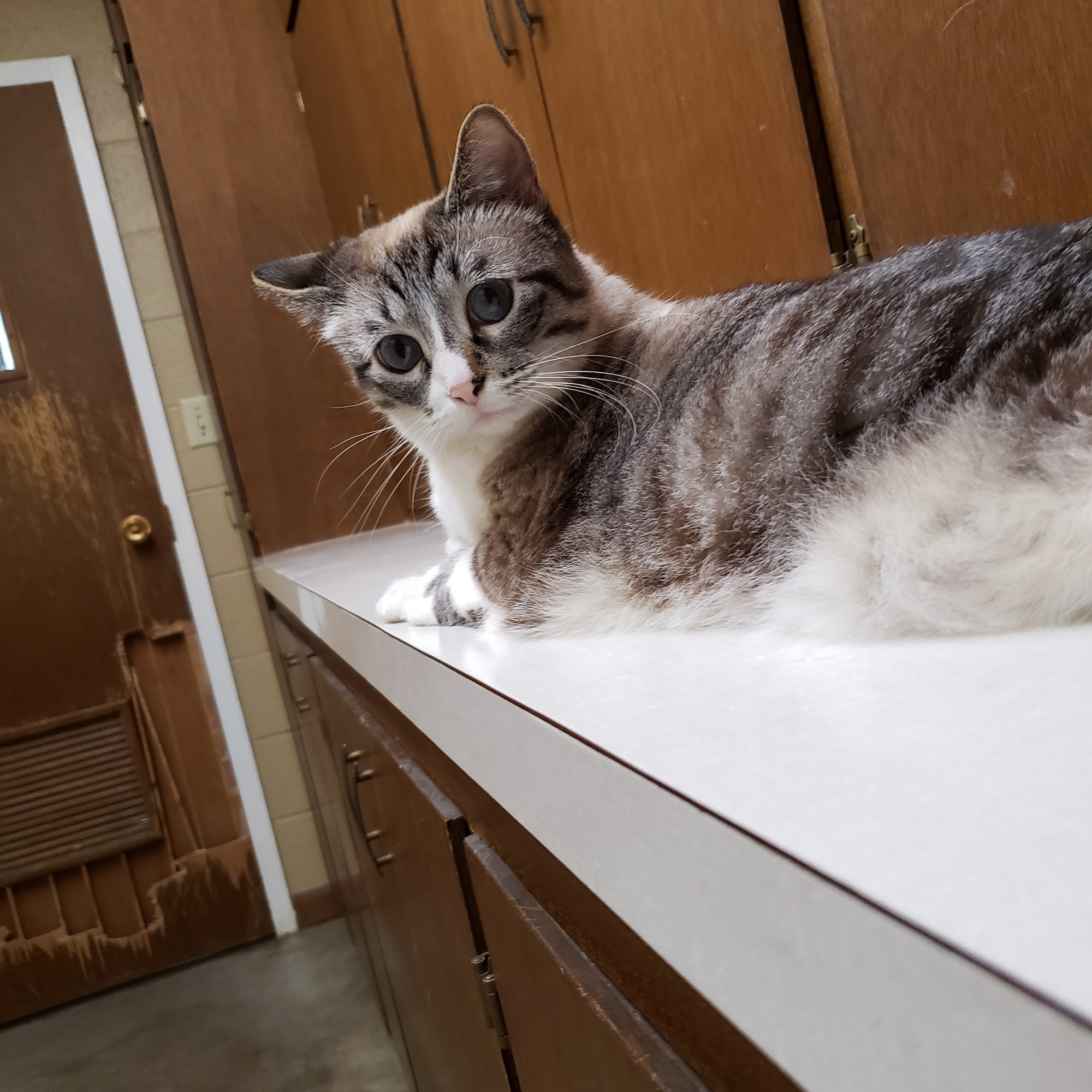 Ark Veterinary Clinic Sterling