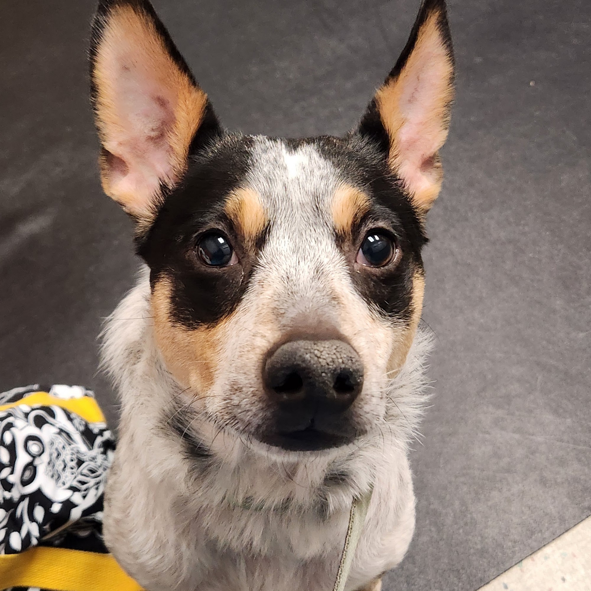 Stilwell Animal Hospital Stilwell