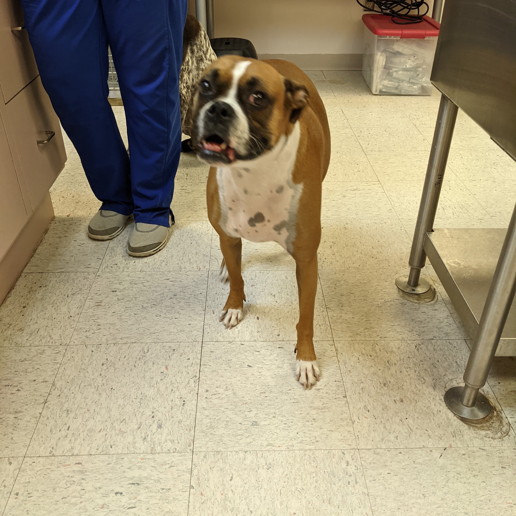 Smith Veterinary Clinic Tonganoxie