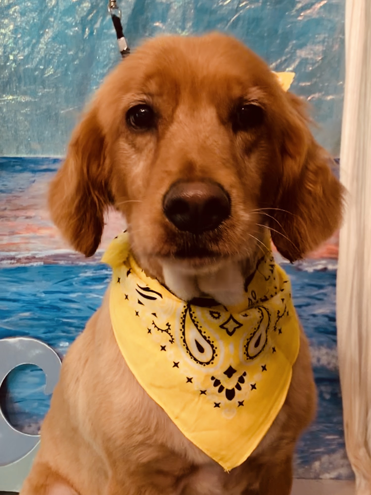 Pupperazzi Dog Spa LLC Tonganoxie