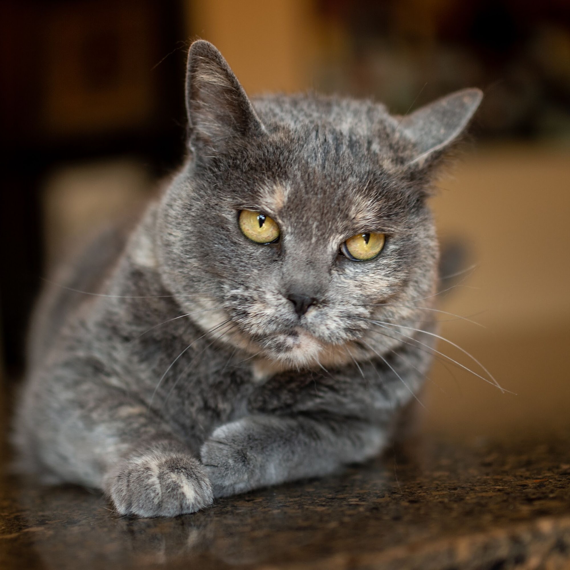 Animal Clinic of North Topeka: Stancliffe Bryan DVM Topeka