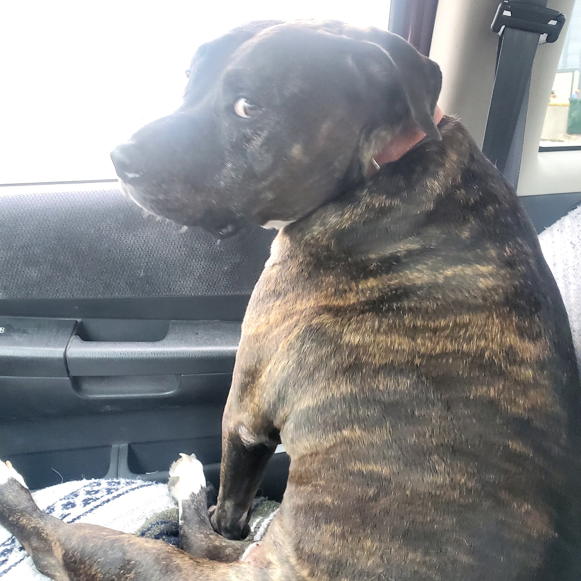 North Valley Animal Hospital Topeka