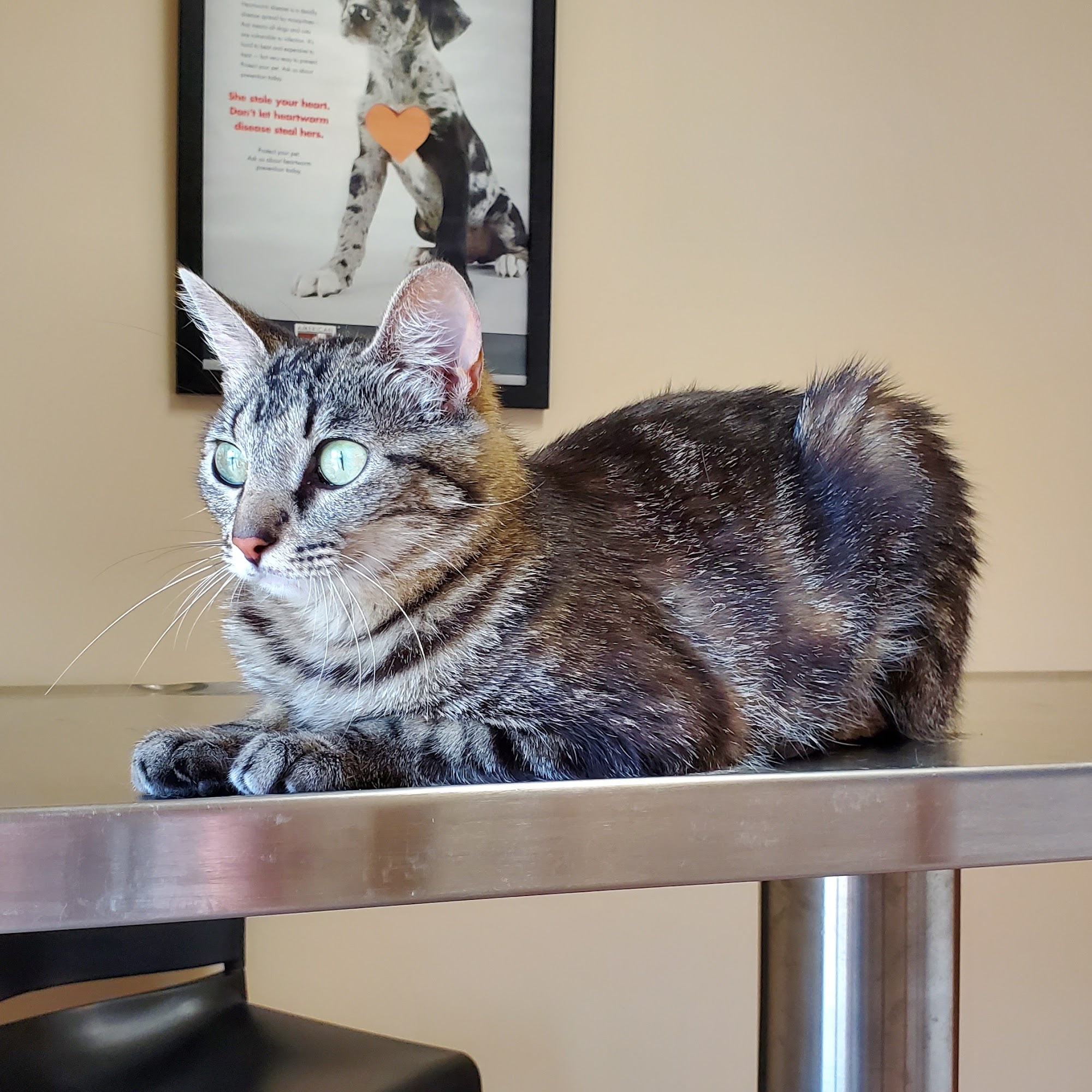 Companion Animal Clinic (Topeka, KS) Topeka