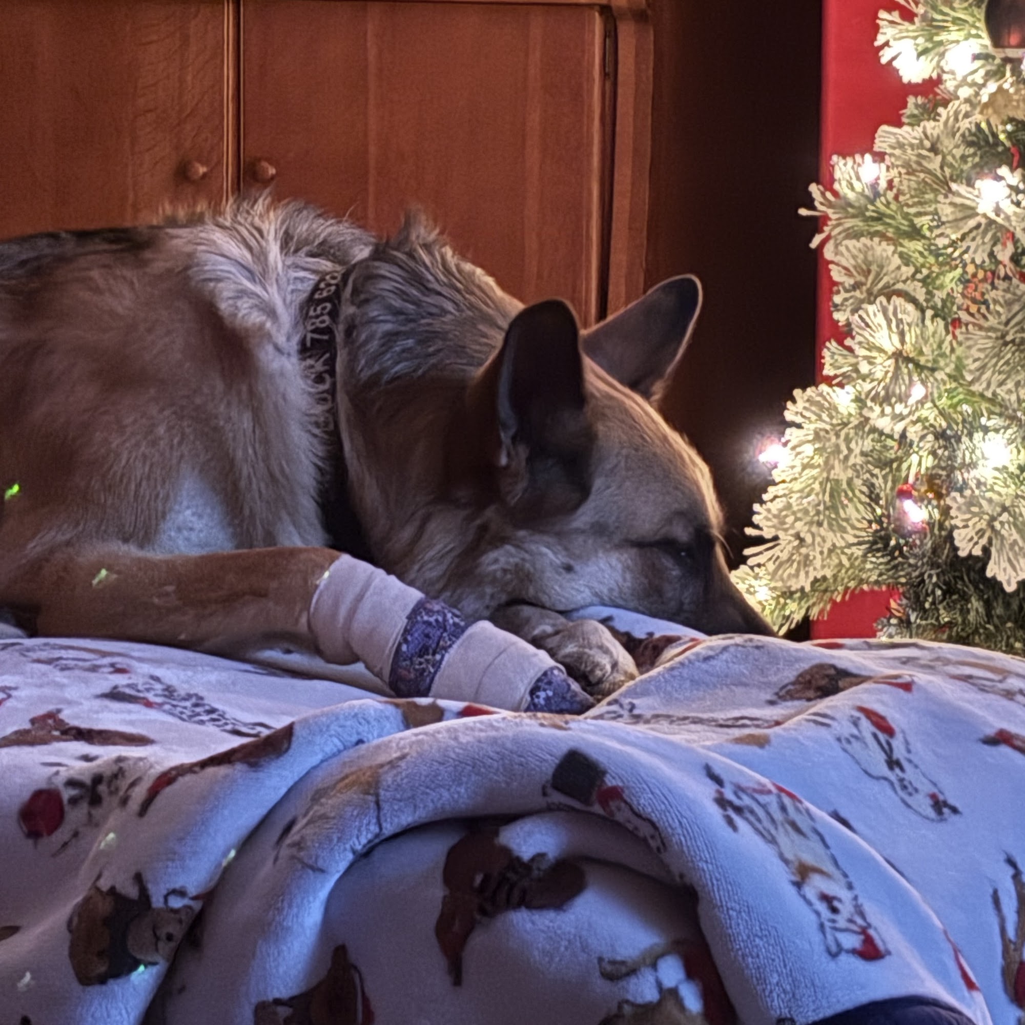 Westport Animal Clinic Topeka