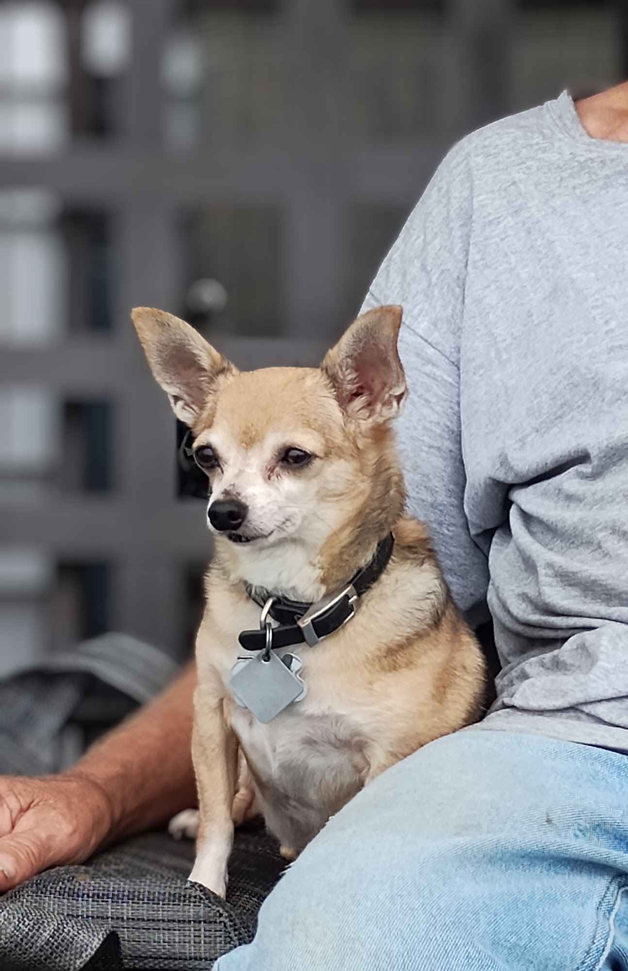 Sherwood Animal Clinic Topeka