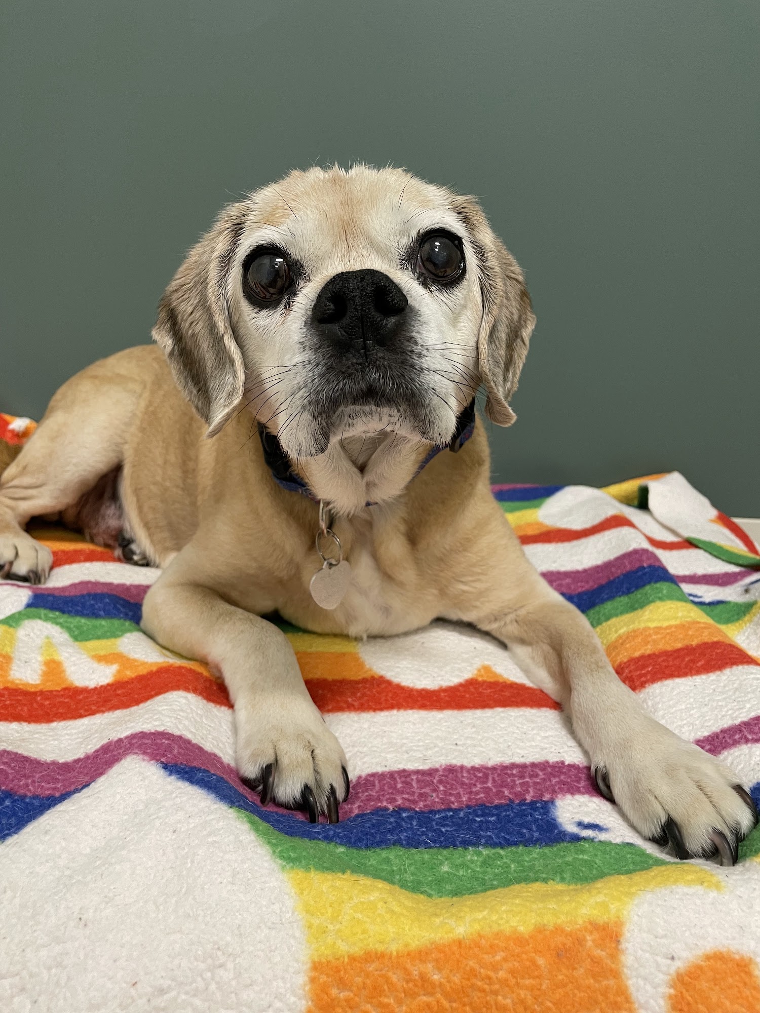 Tender Loving Care Pet Nursing Hotel Topeka