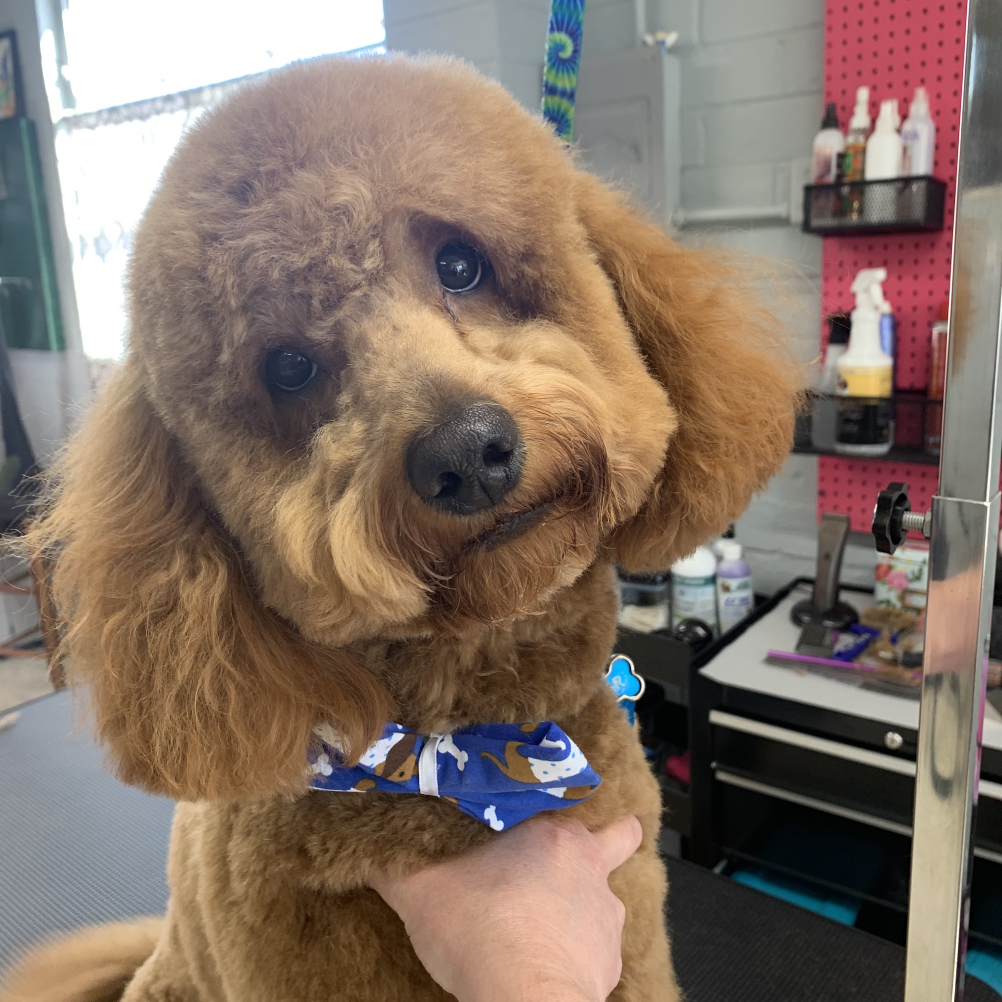 Bubbles and Bows Grooming Topeka, KS Topeka