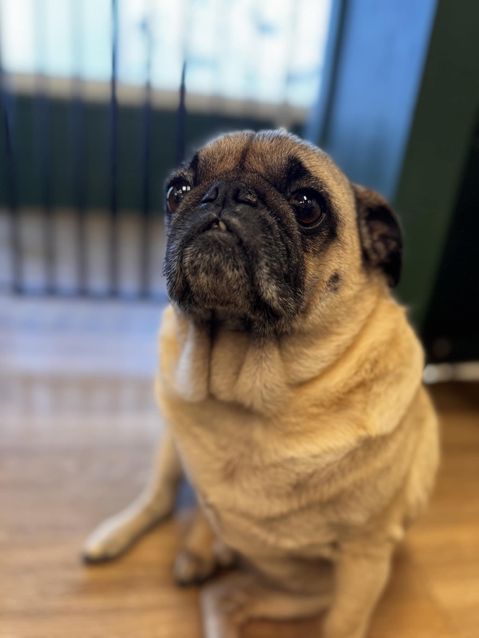 Bubbles and Bows Grooming Topeka, KS Topeka