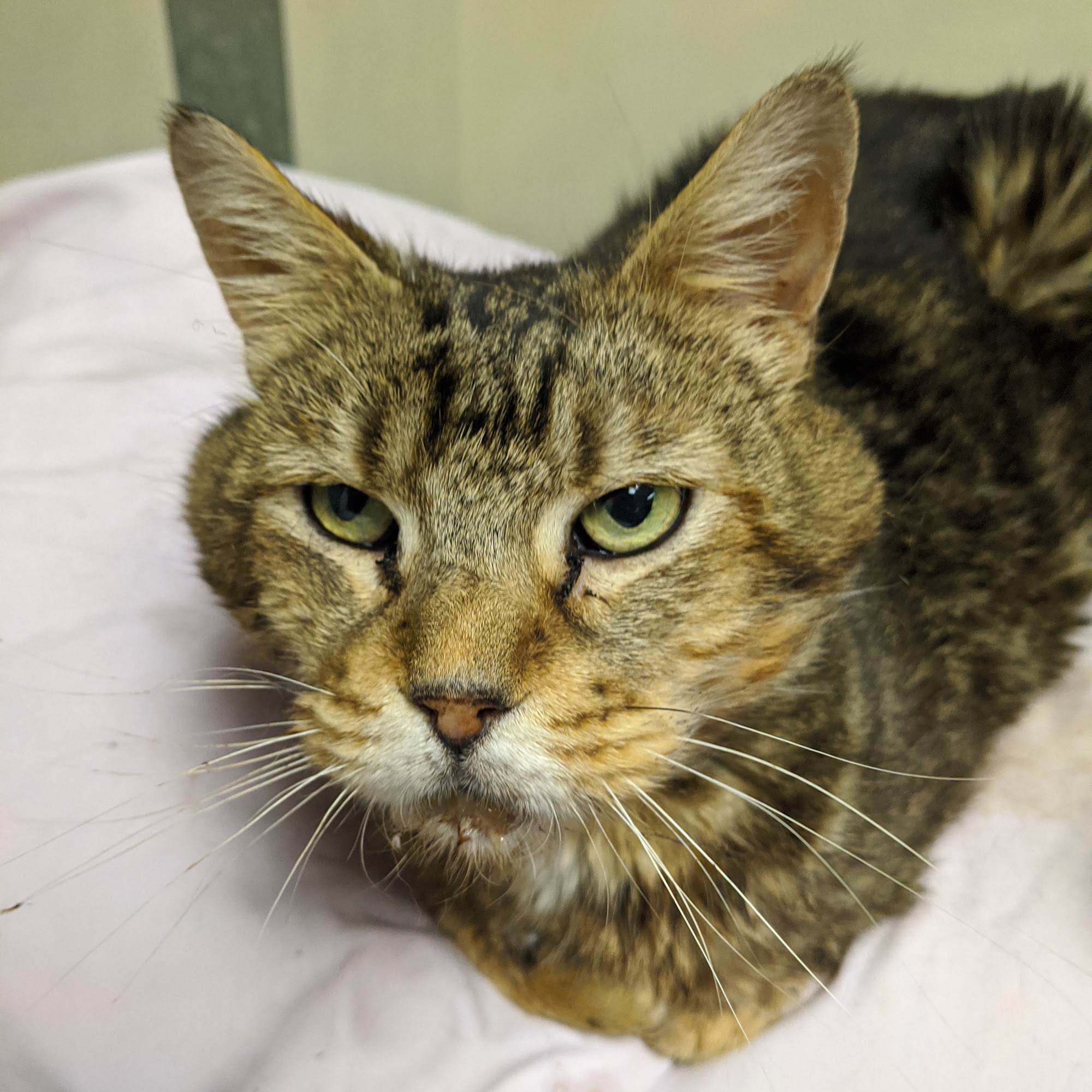 Ark Valley Animal Hospital Valley Center