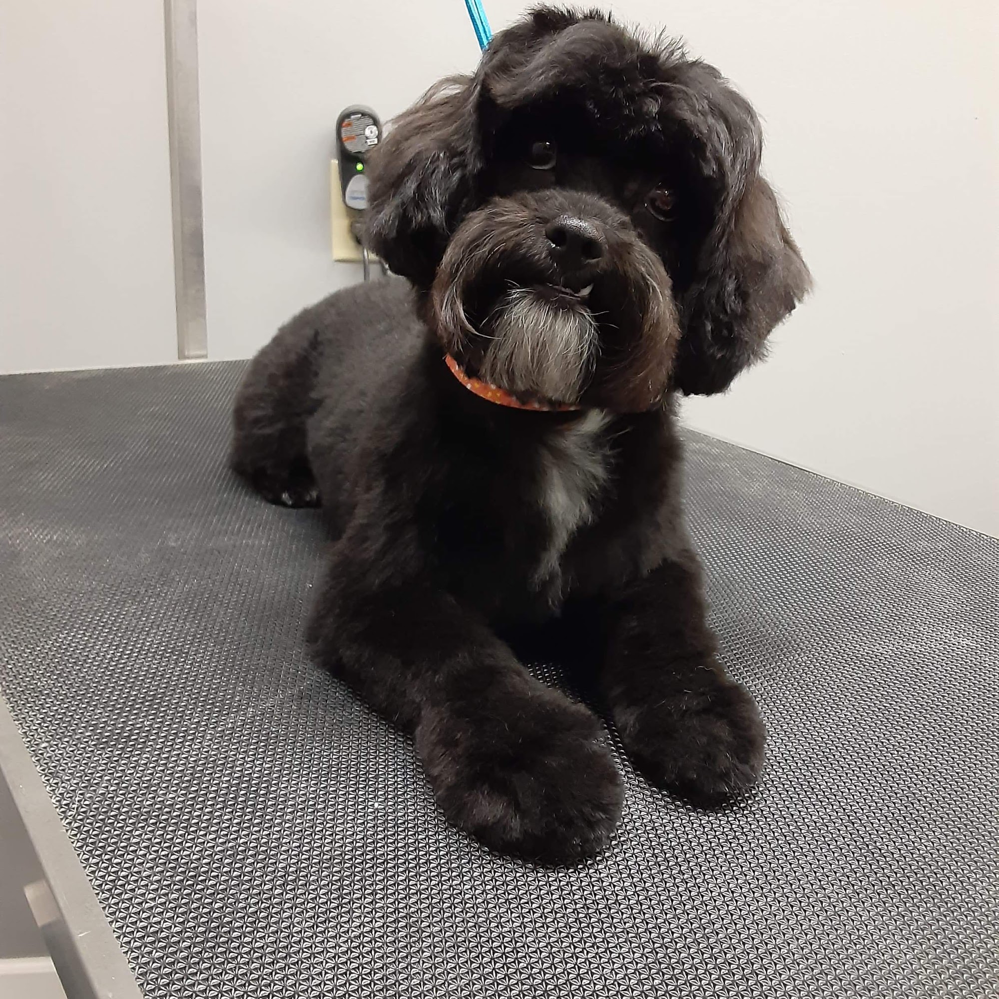 Kimmie's Canine Kuts Valley Center