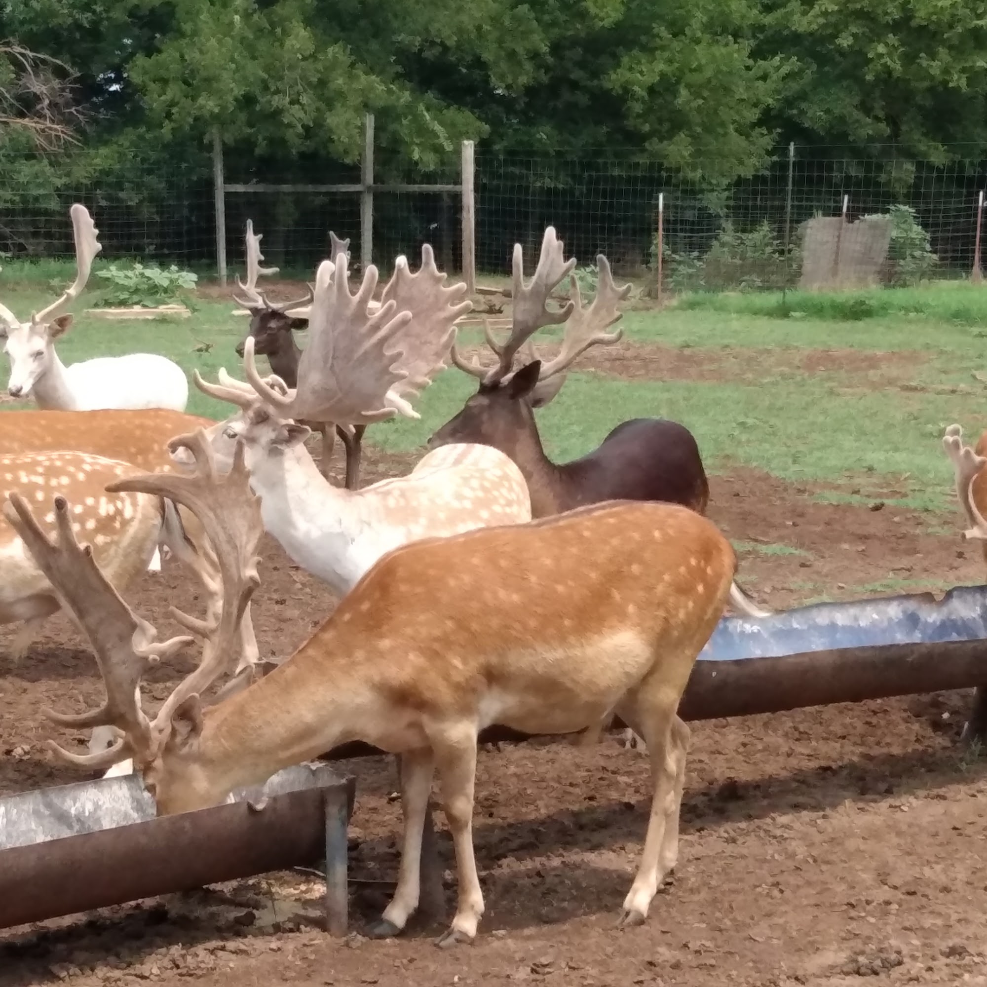Farmer's Fallow Deer Viola