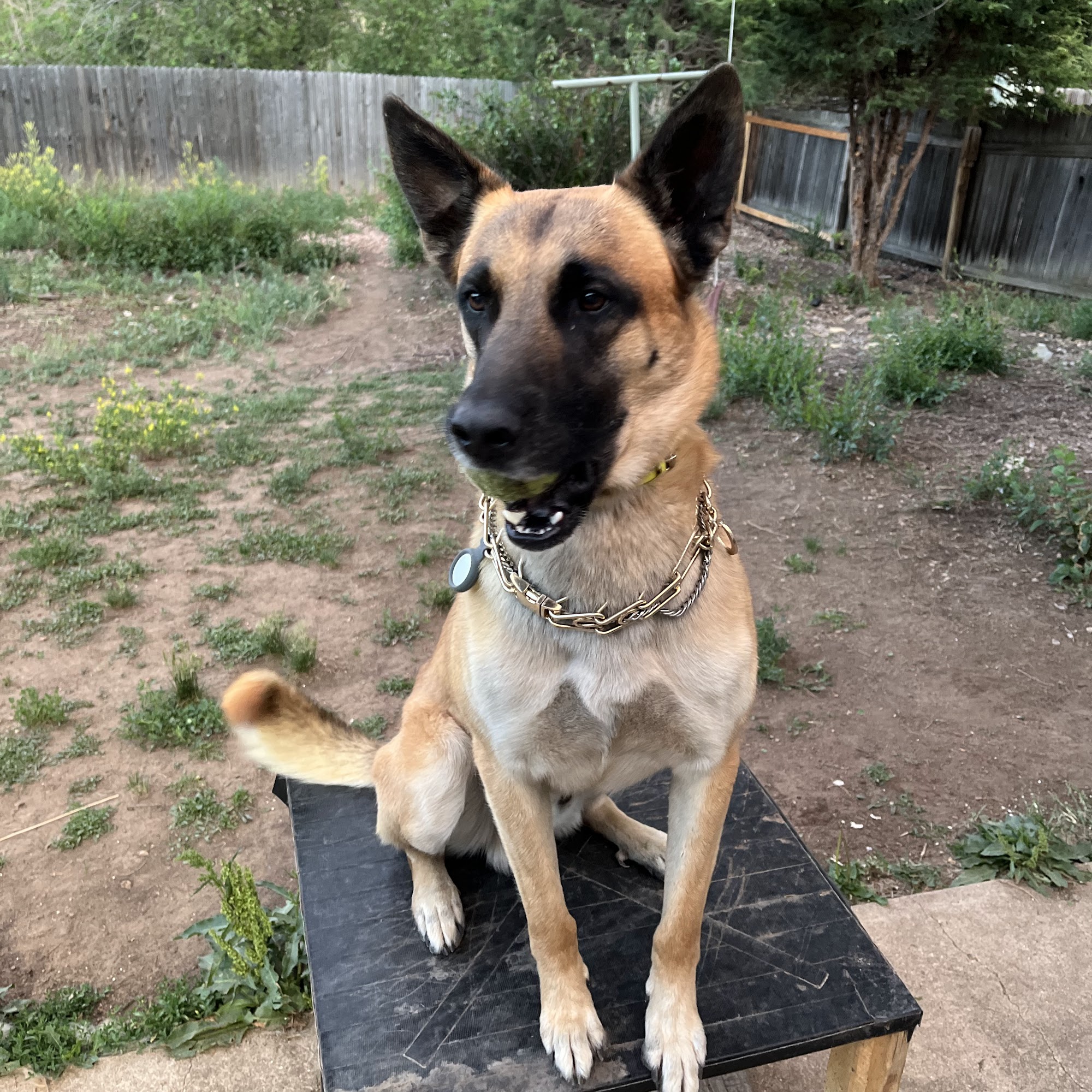 Wamego Veterinary Clinic Wamego