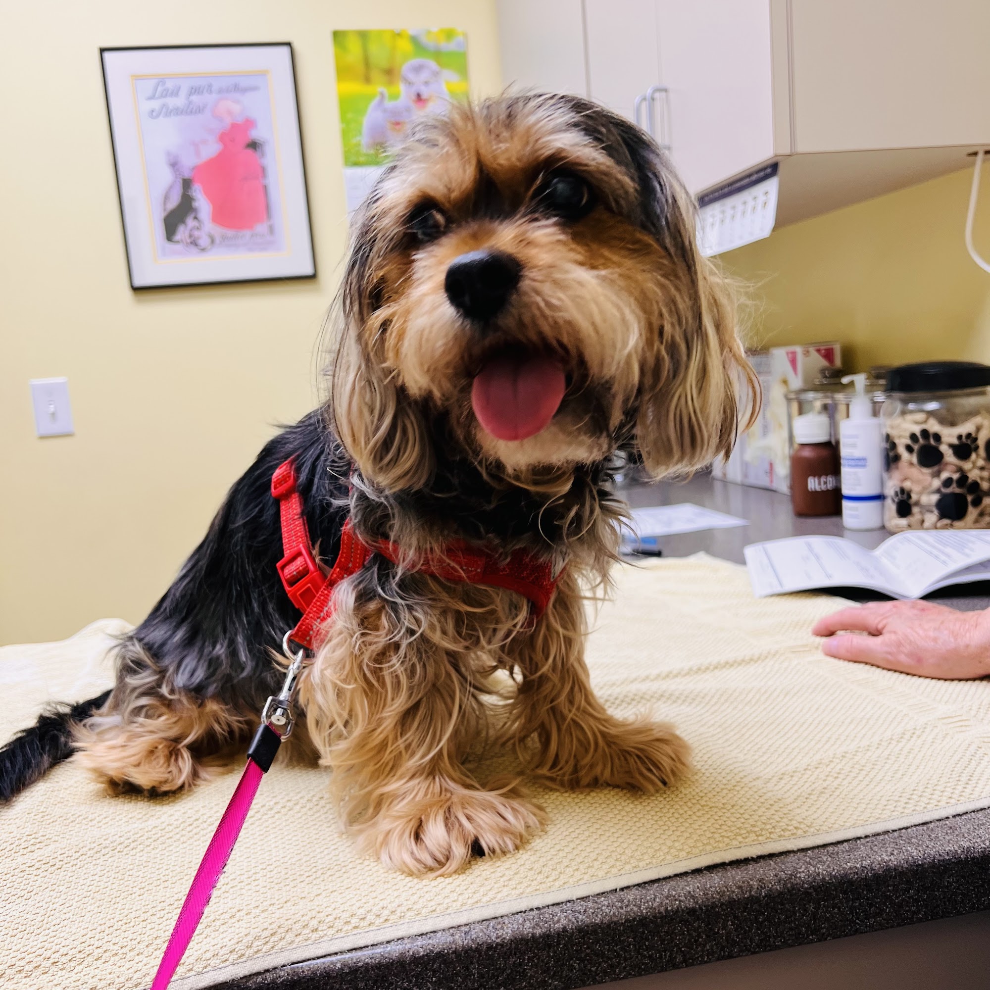 Deer Creek Veterinary Hospital Wamego