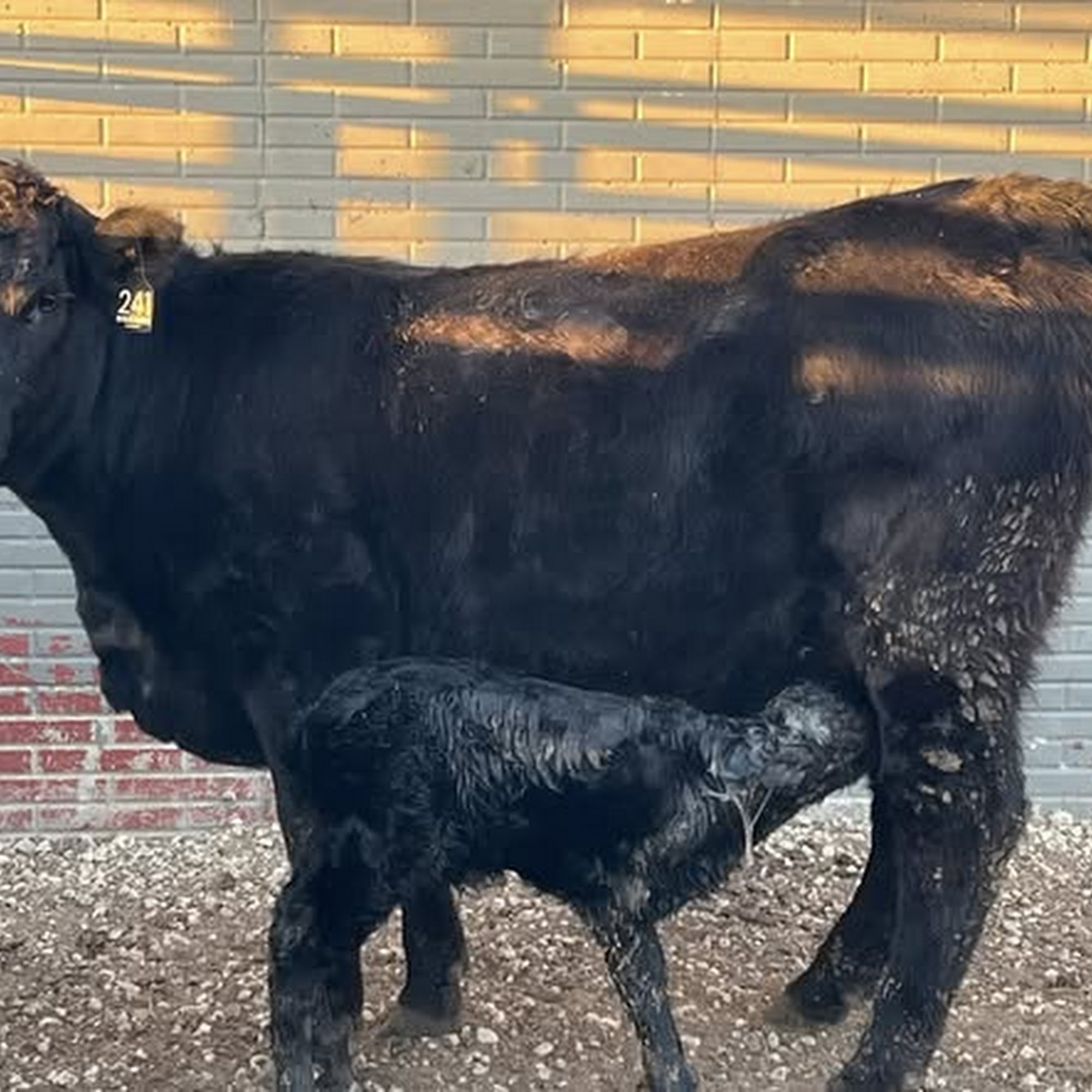 Green Valley Veterinary Service Wamego