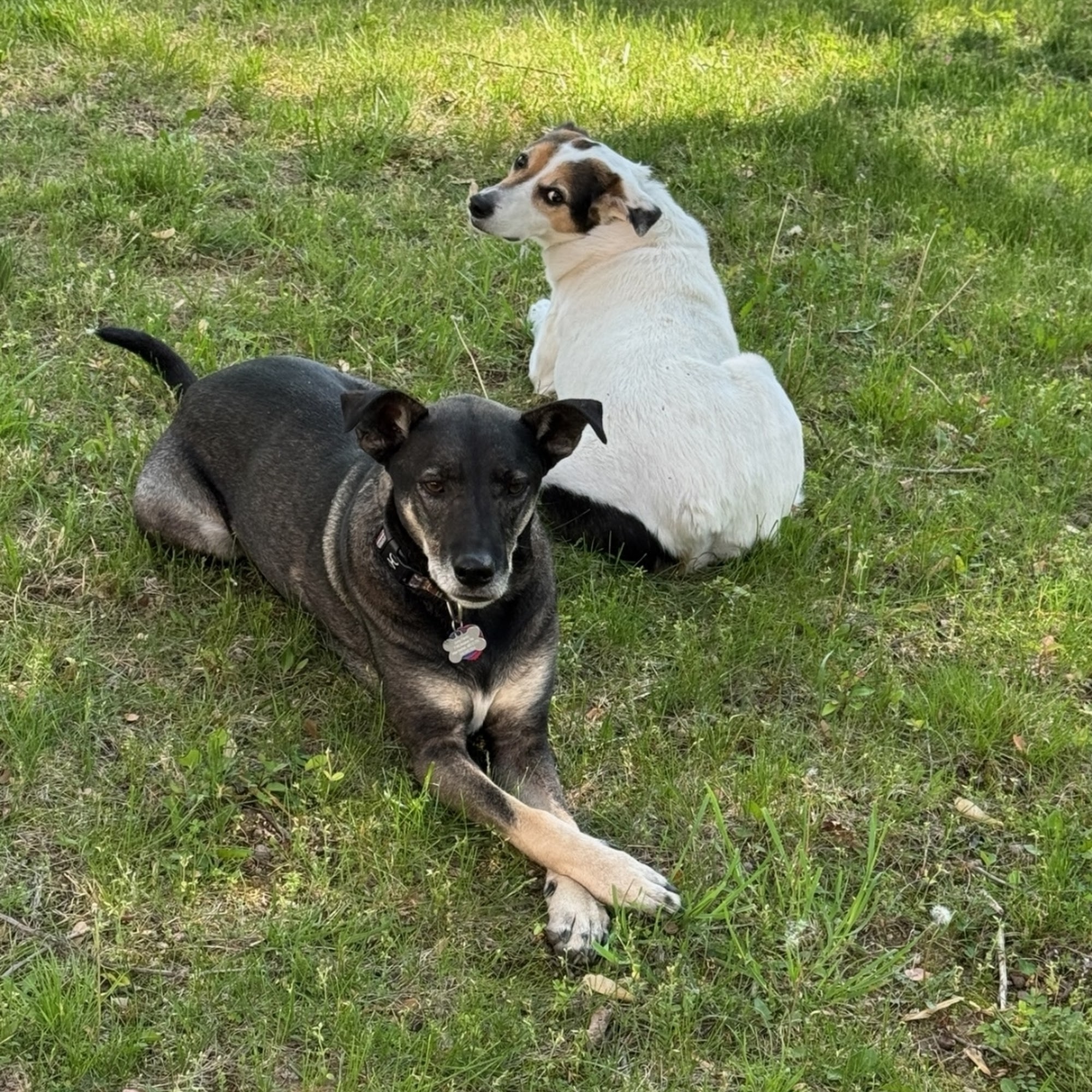 Arrowhead Animal Clinic Wellington