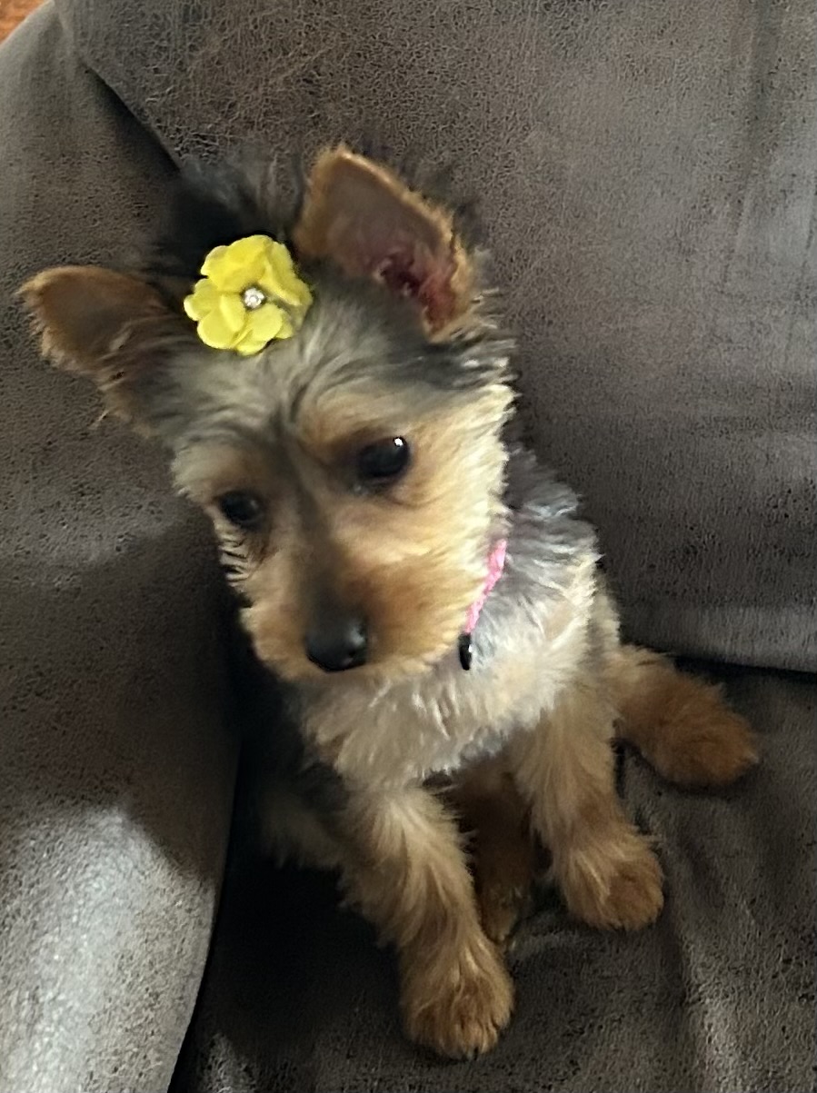 Doggie Do's Wellington