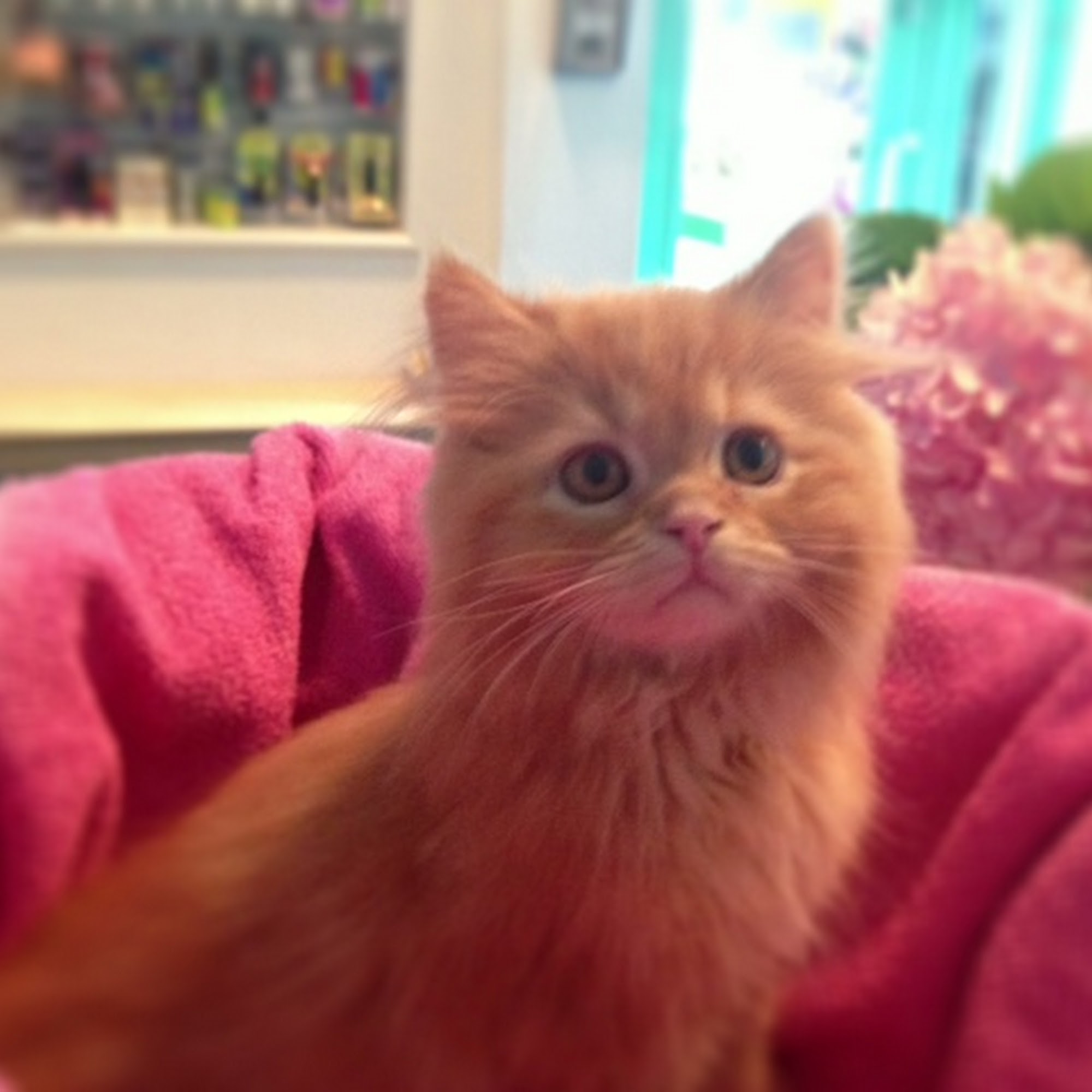 Westwood Animal Hospital Westwood