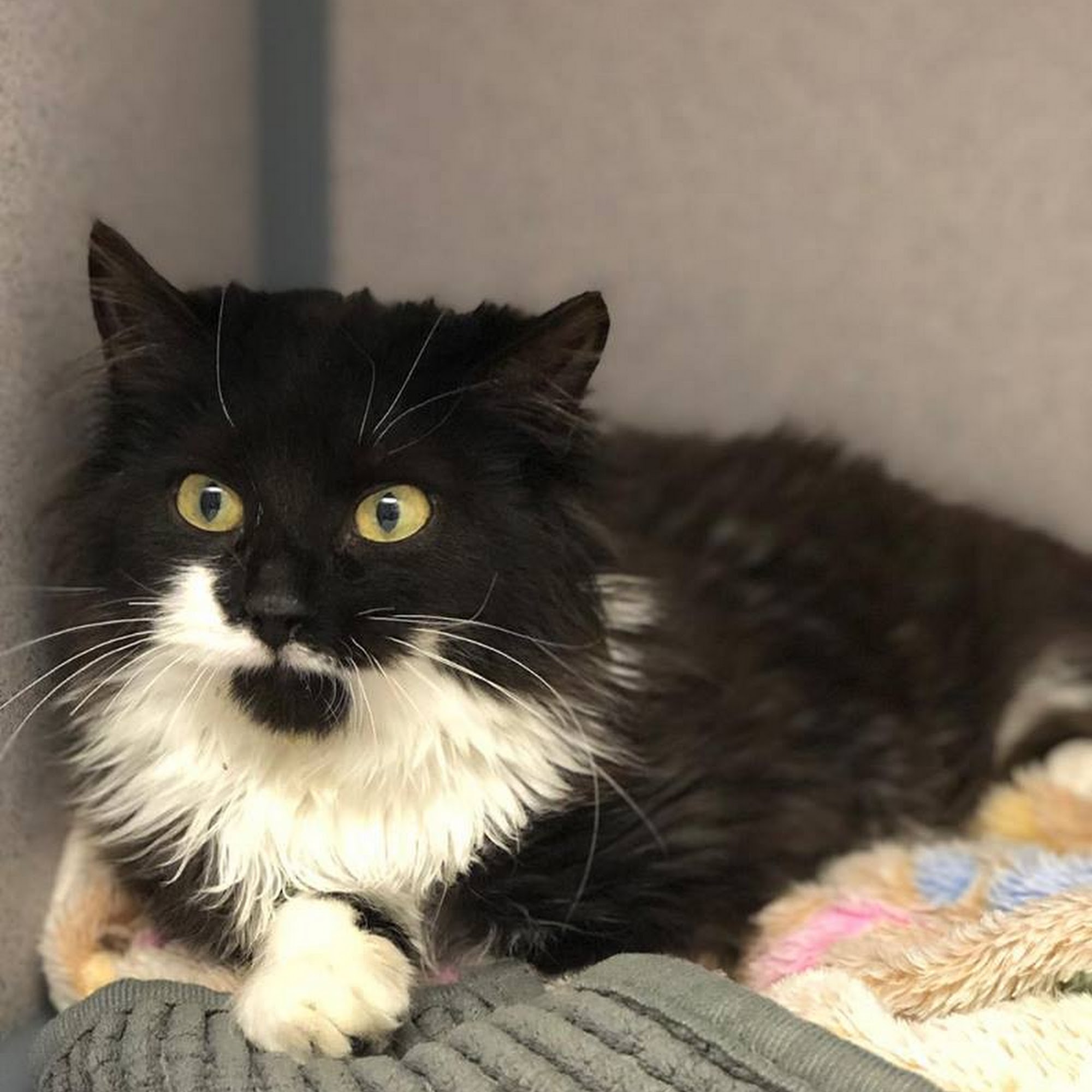 Bachman Ron w DVM Westwood